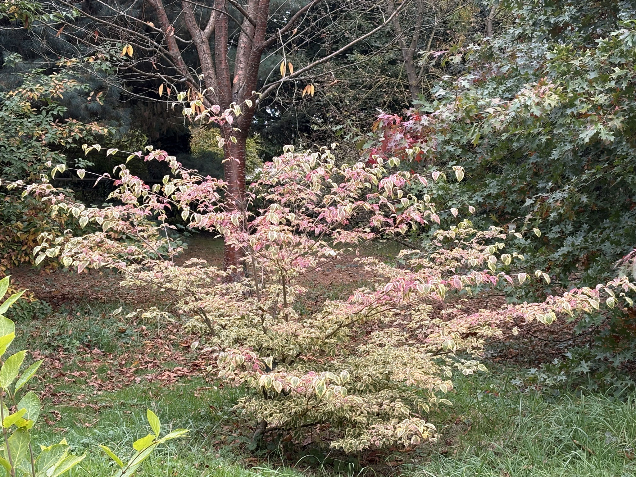 Cornus kousa ‘Annelies’