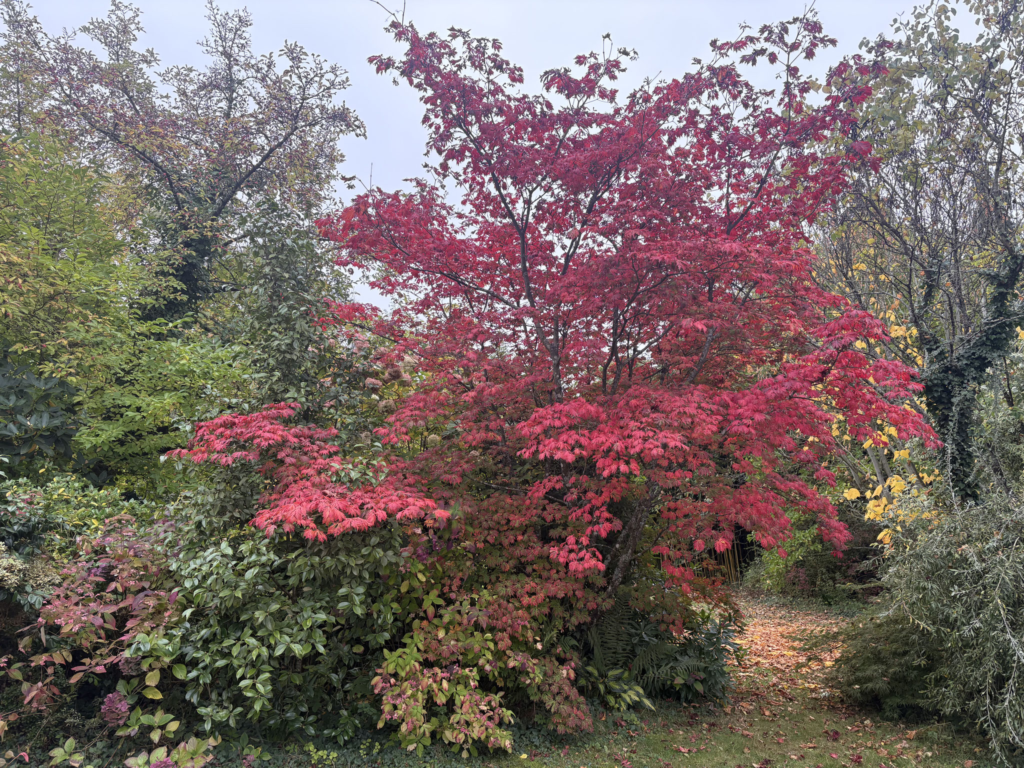 Acer aconitifolium