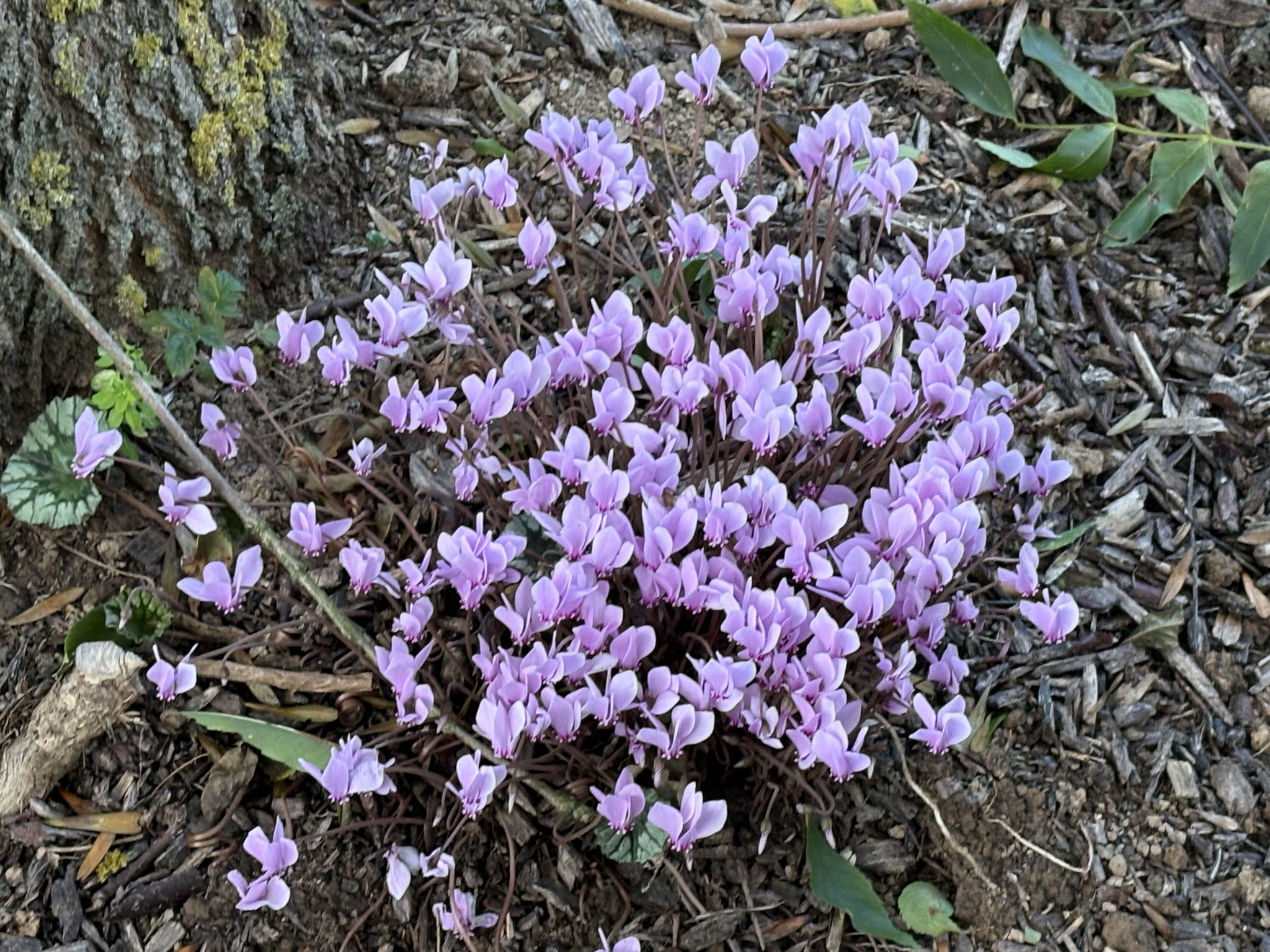 Cyclamens coum