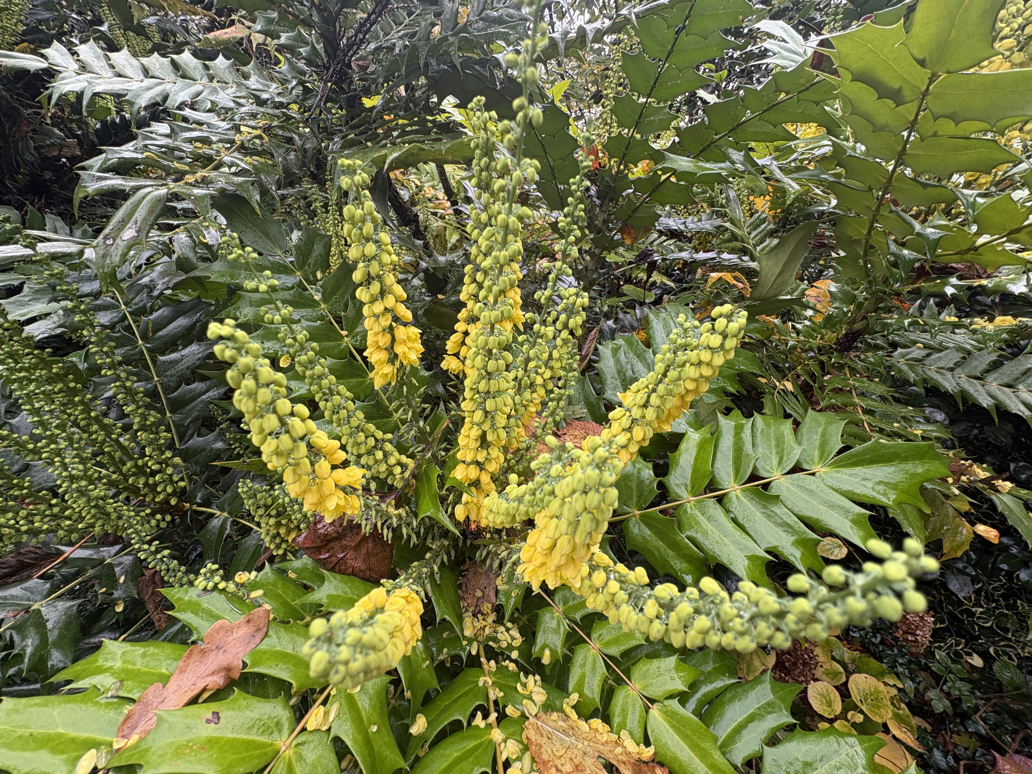 Premières fleurs sur le Mahonia ‘Charity’