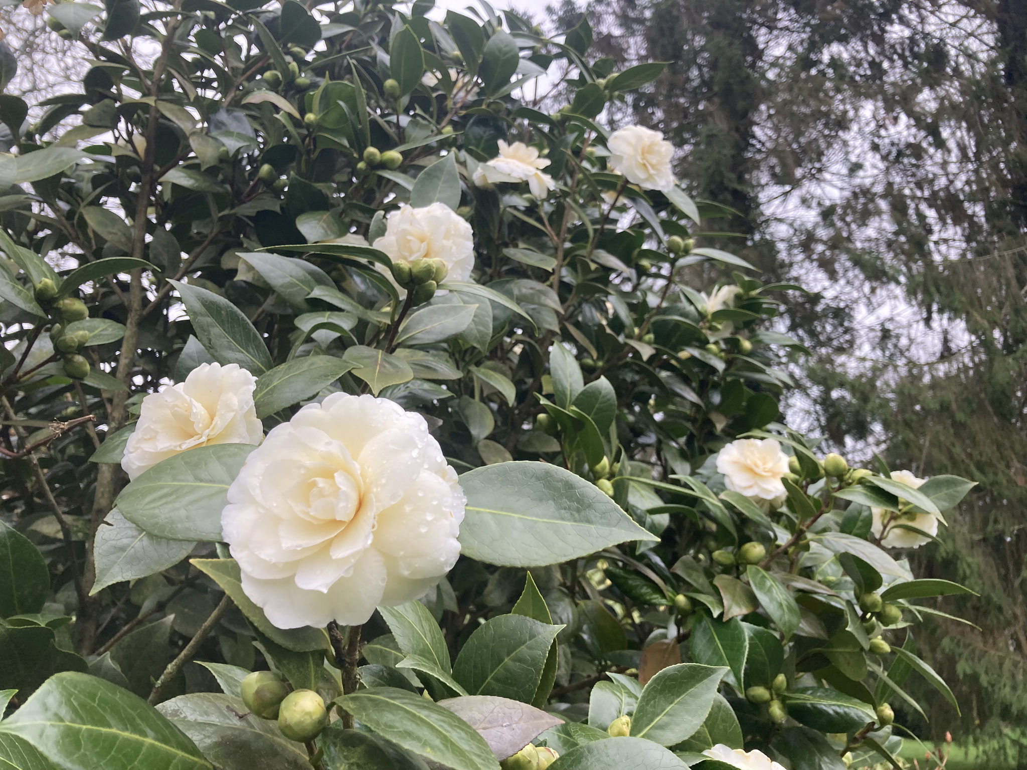 Camellia ‘Dalonegha’
