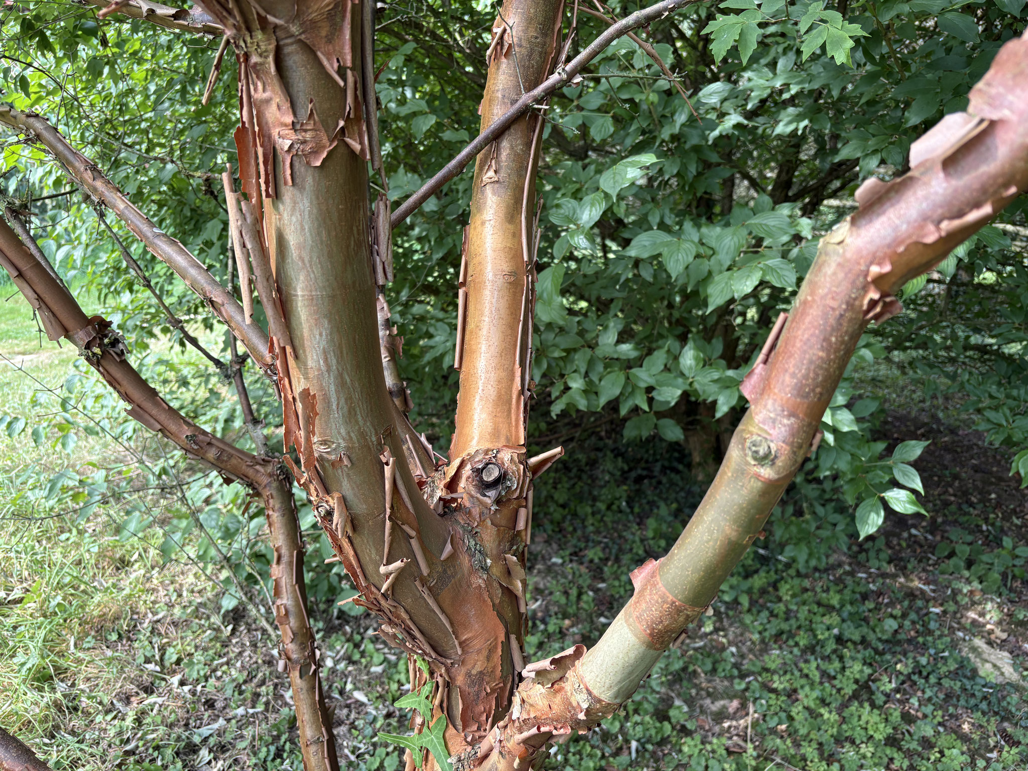 Écorce de l’acer Griseum