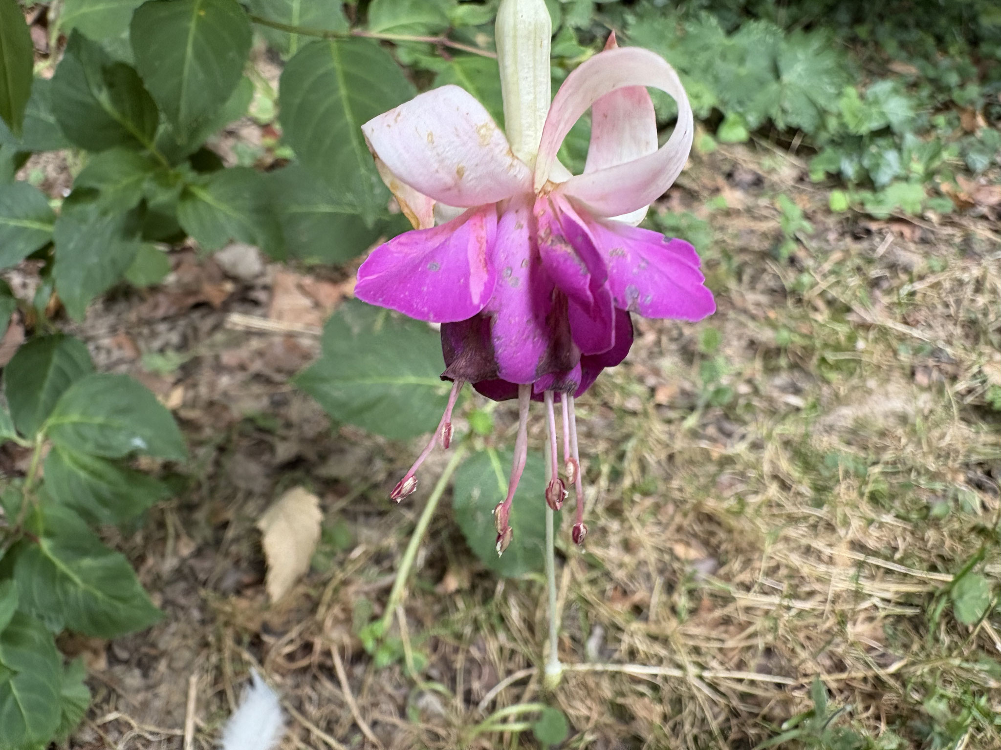 Fuschia