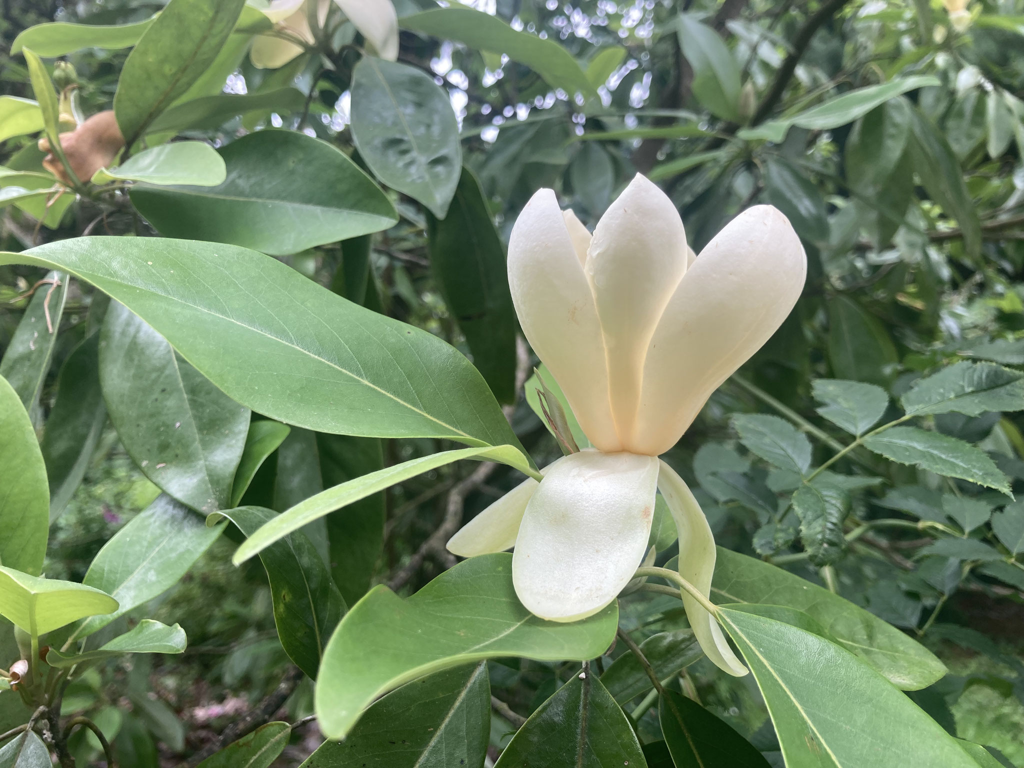 Fleur du Magnolia Virginiana ‘Jim ´s Moonglow’.