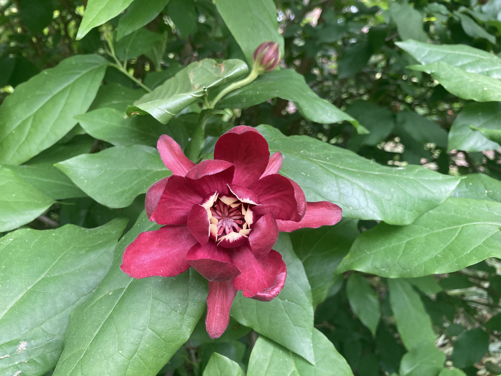 Fleur du Calycanthus florida, l’arbre aux anémones 