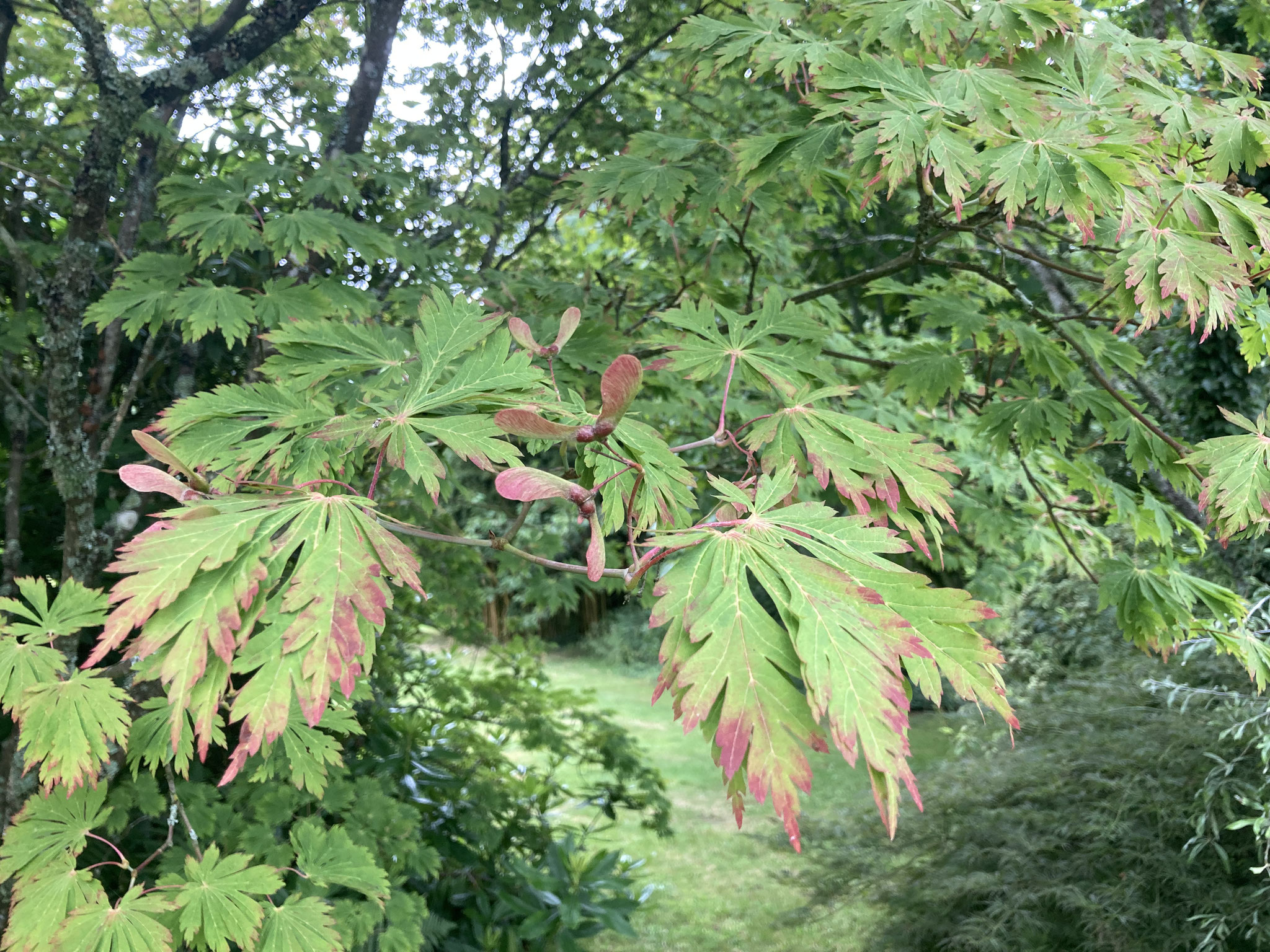 Première coloration sur l’acer aconitifolium