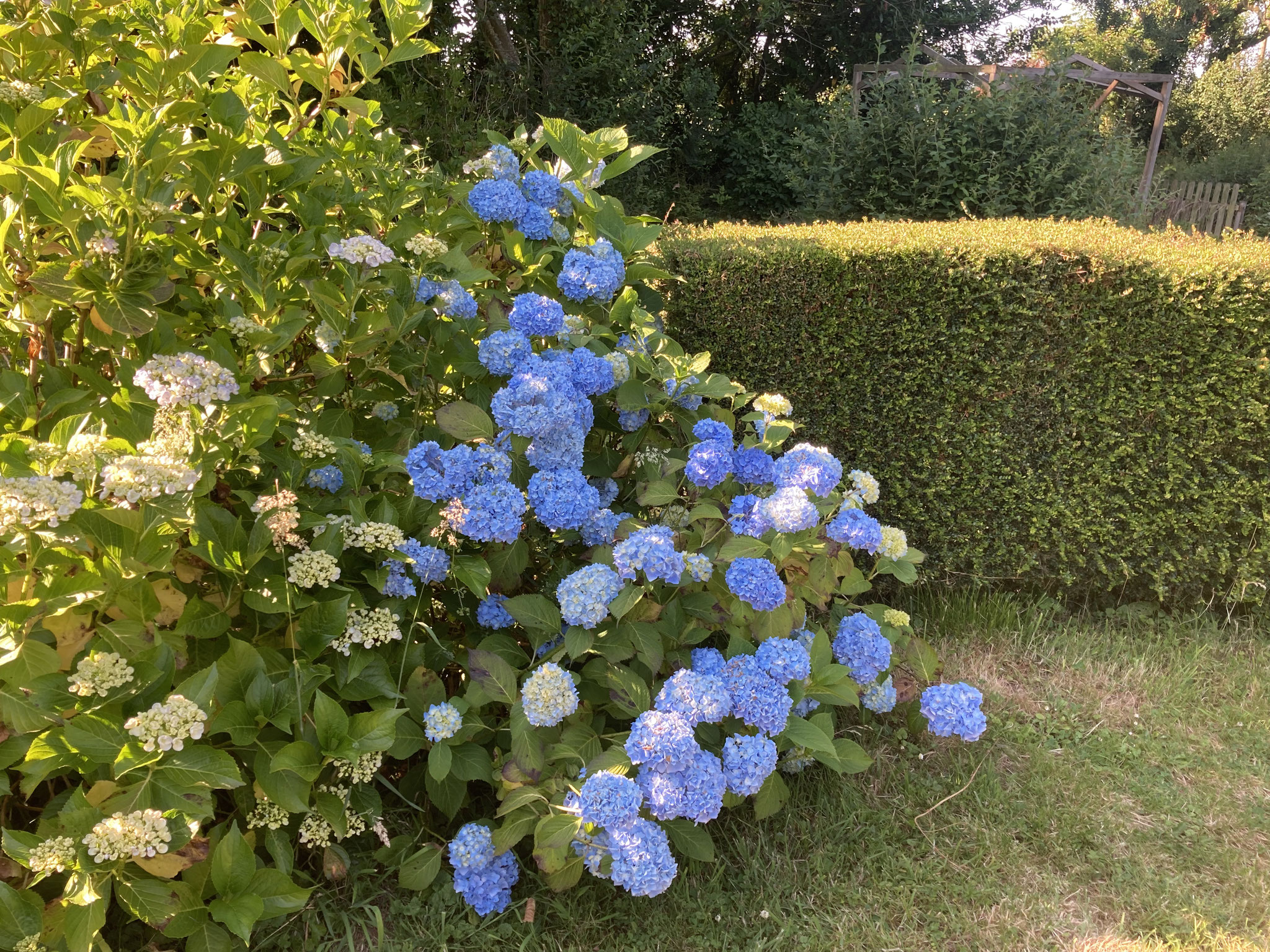 Hydrangeas ‘Générale Vicomtesse de Vibraye’