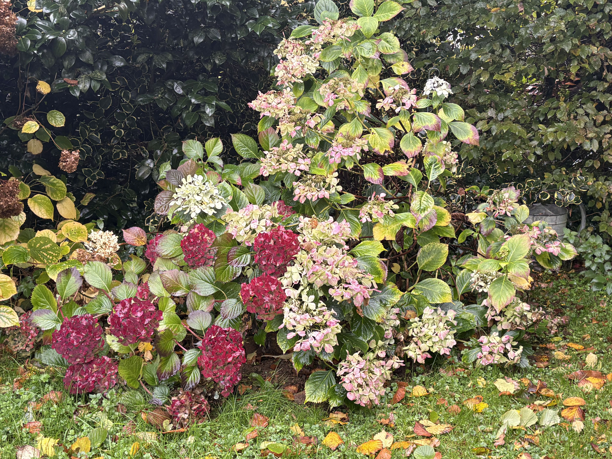 Hydrangeas ‘Beauté Vendomoise’ et ‘Ursula’