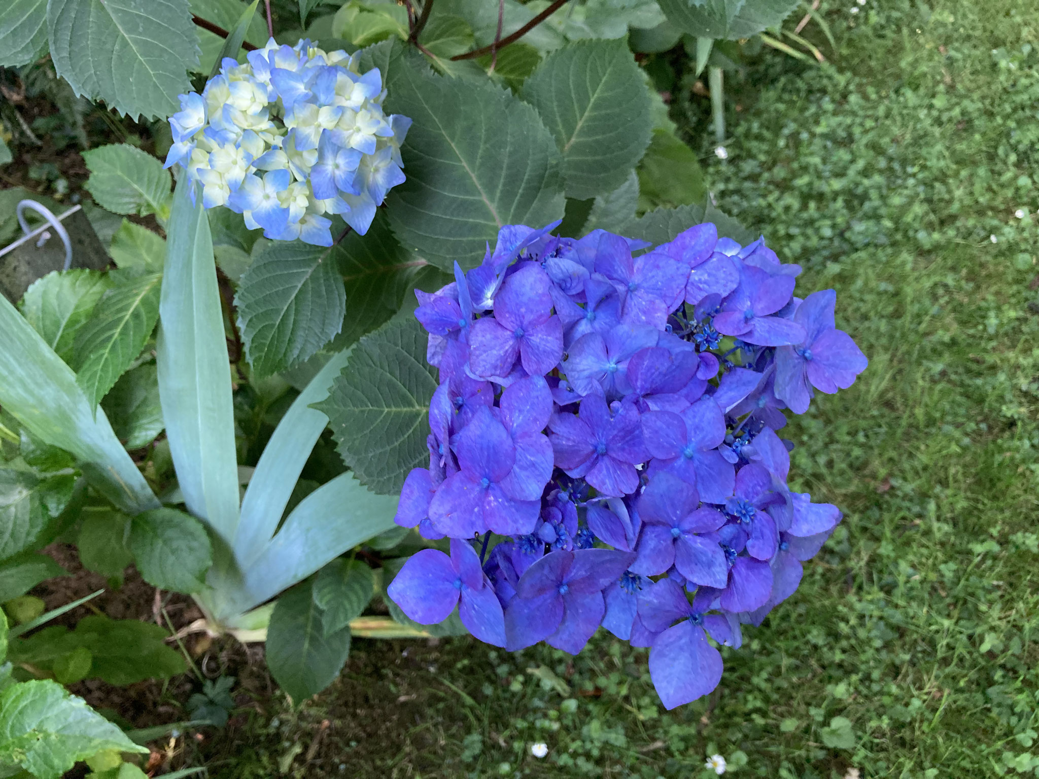 Hydrangea macrophylla ‘Hopaline’