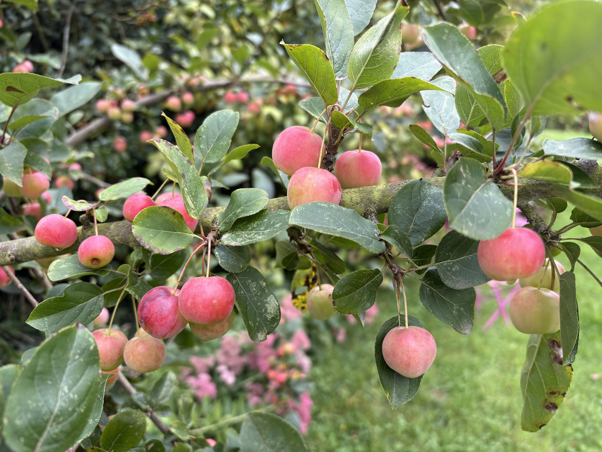 Pommes décoratives sur le Malus ‘Crittenden’