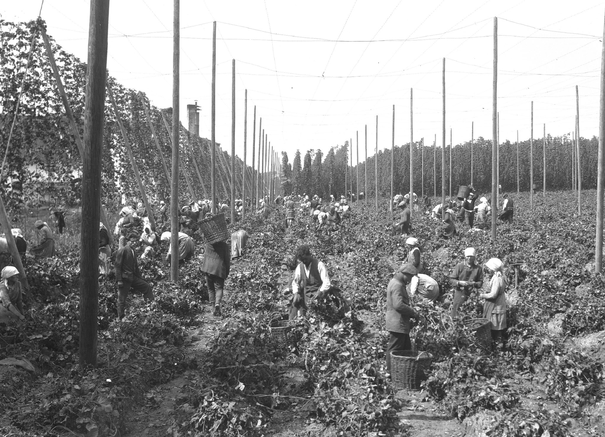 © Deutsches Hopfenmuseum Wolnzach – Hopfenernte in der Hallertau