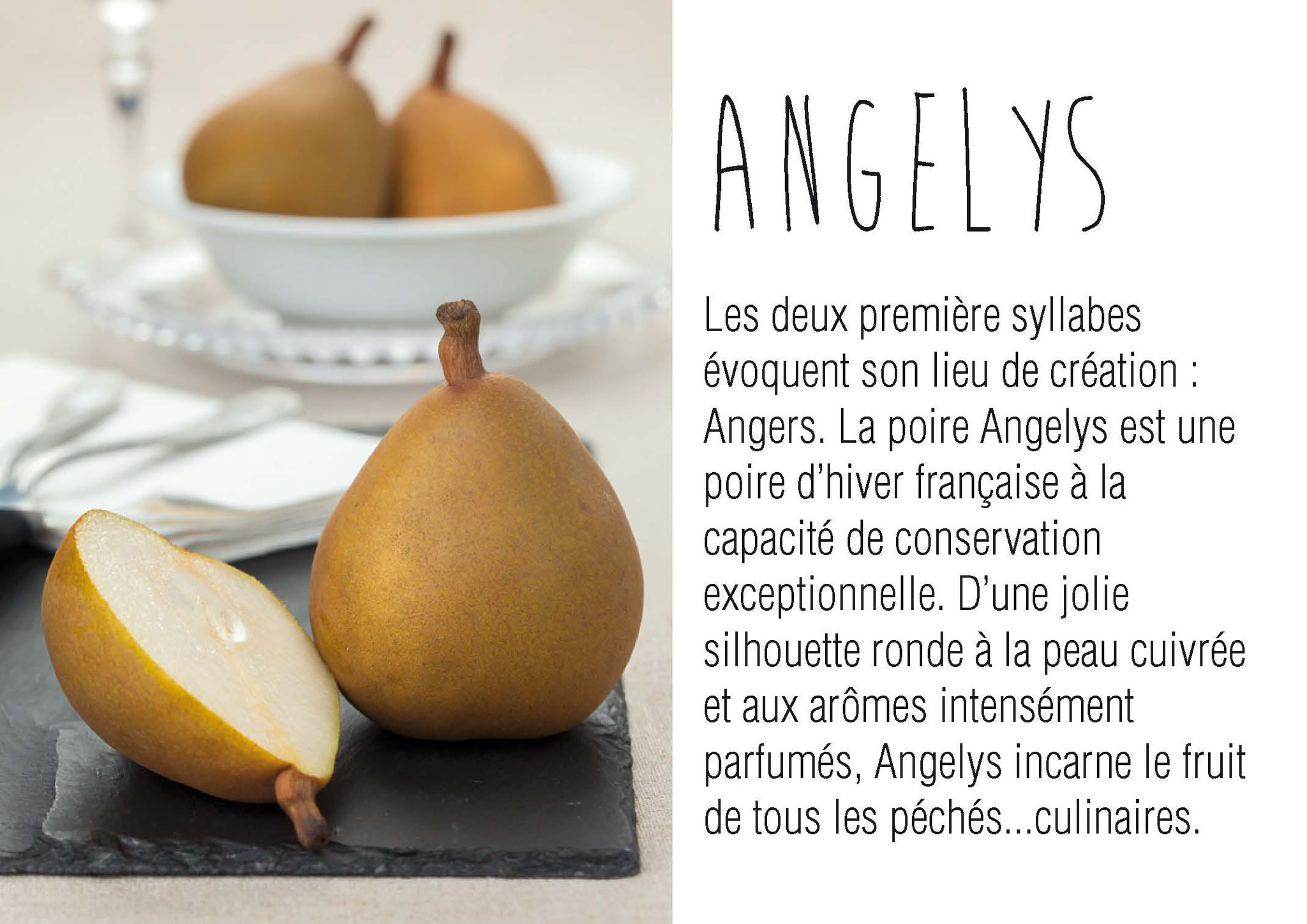 Comme son nom l'indique, la poire Angelys a été crée à Angers, les premiers fruits ont été vendus en 2003.