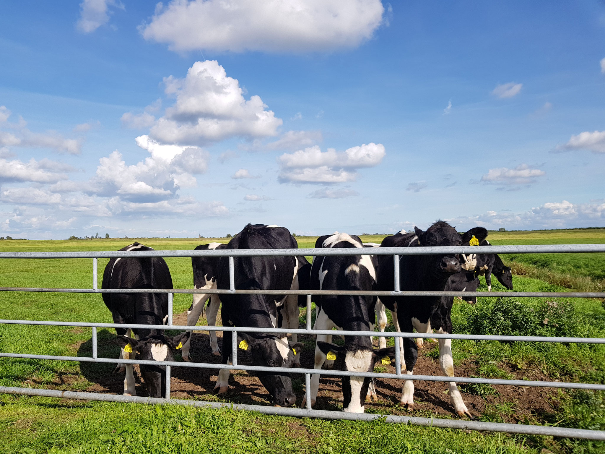 Dutch Cows in Zunderdorp NH 20