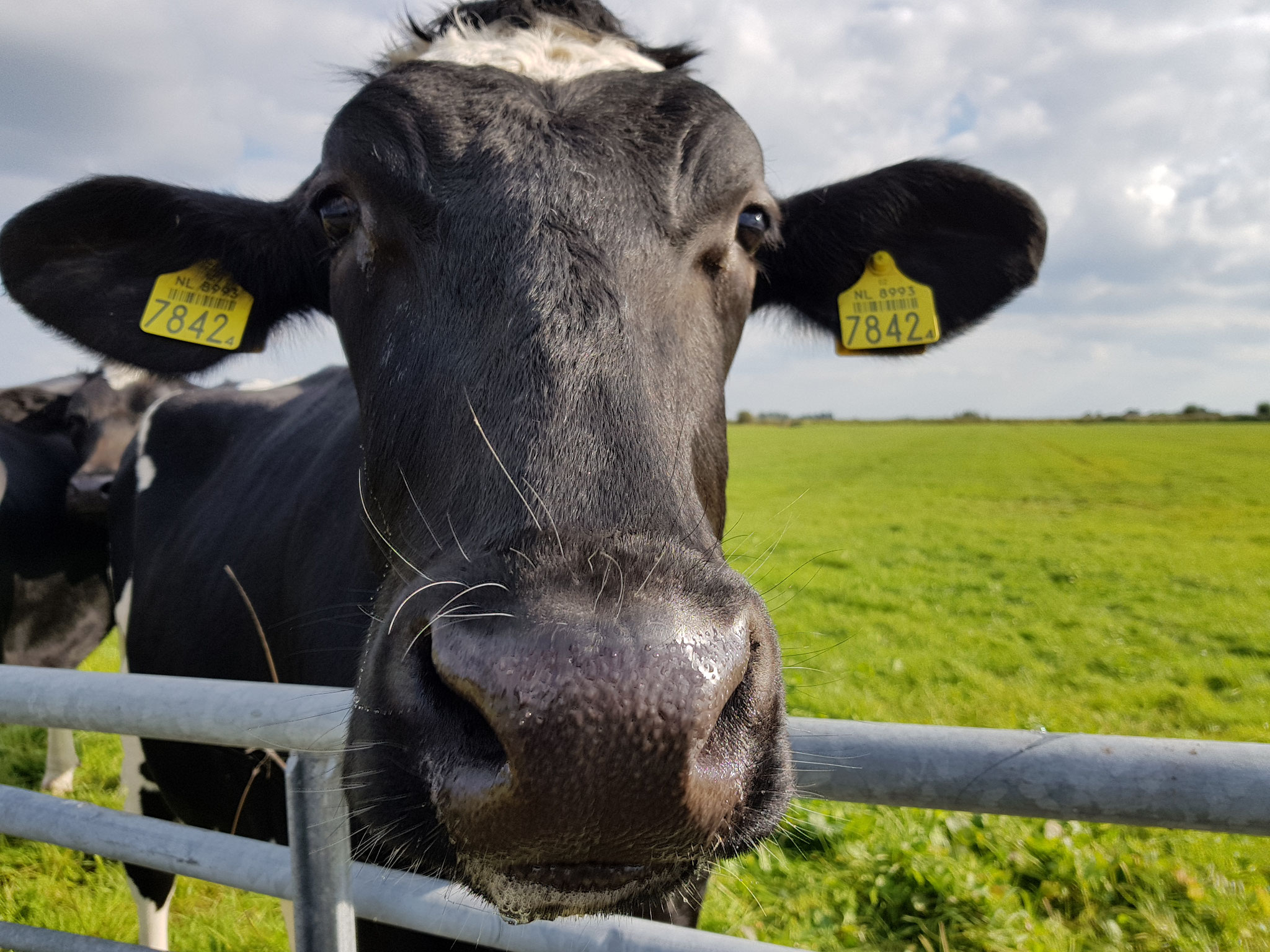 Dutch Cows in Zunderdorp NH 41