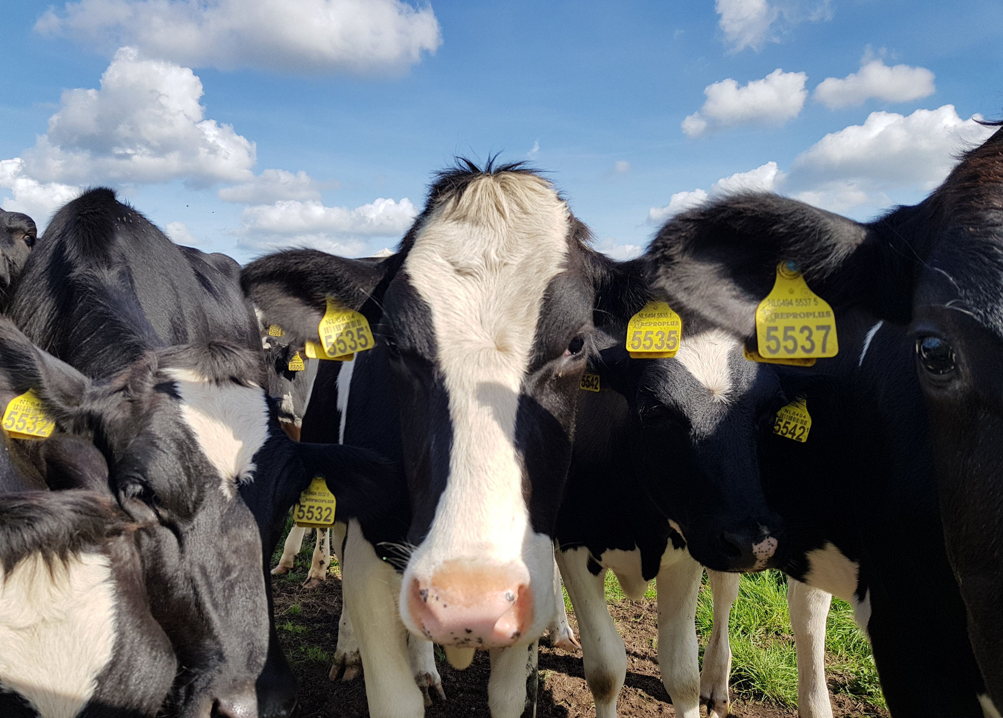Dutch Cows in Zunderdorp NH 22