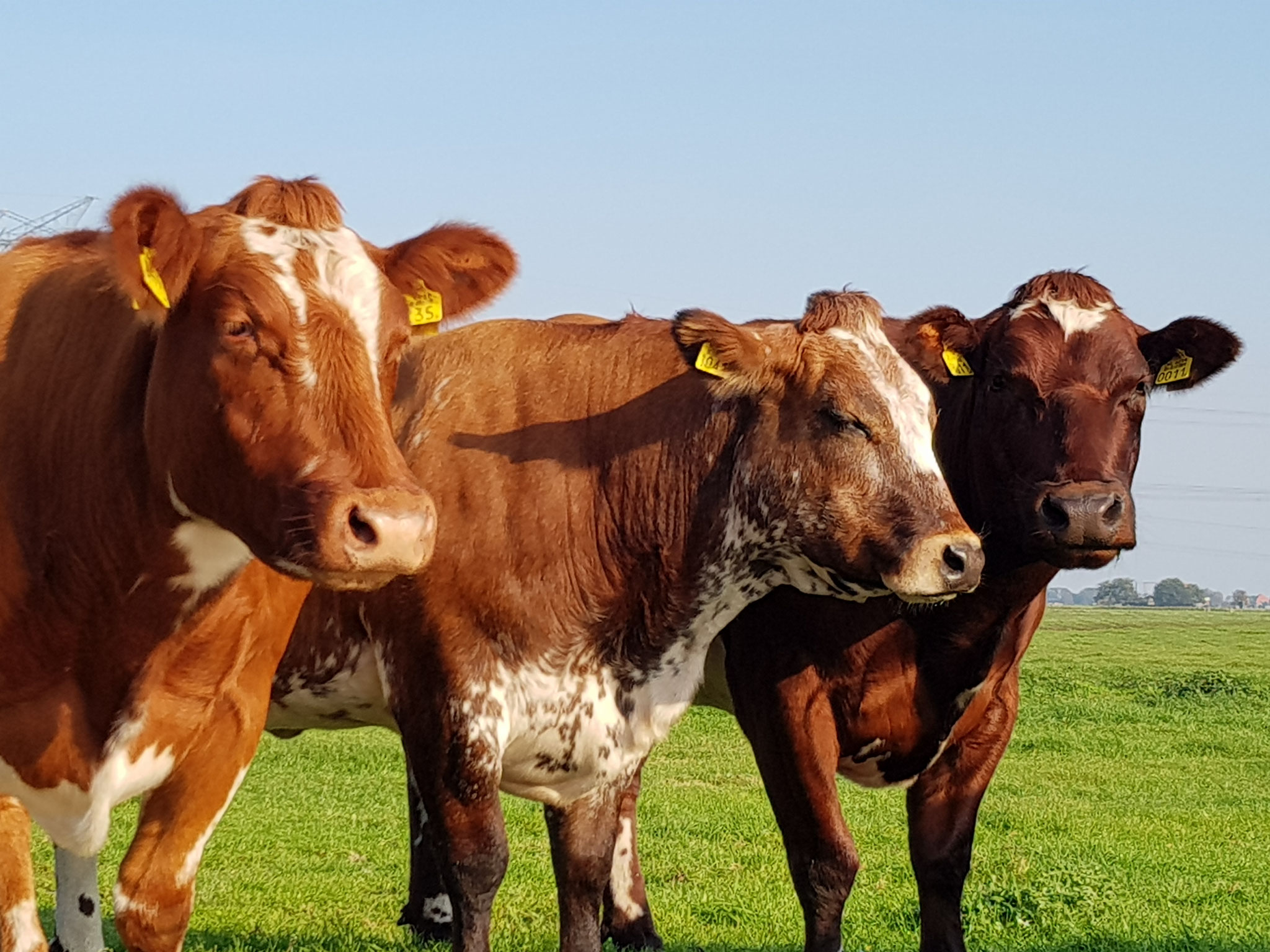 Dutch Cows in Zunderdorp NH 74