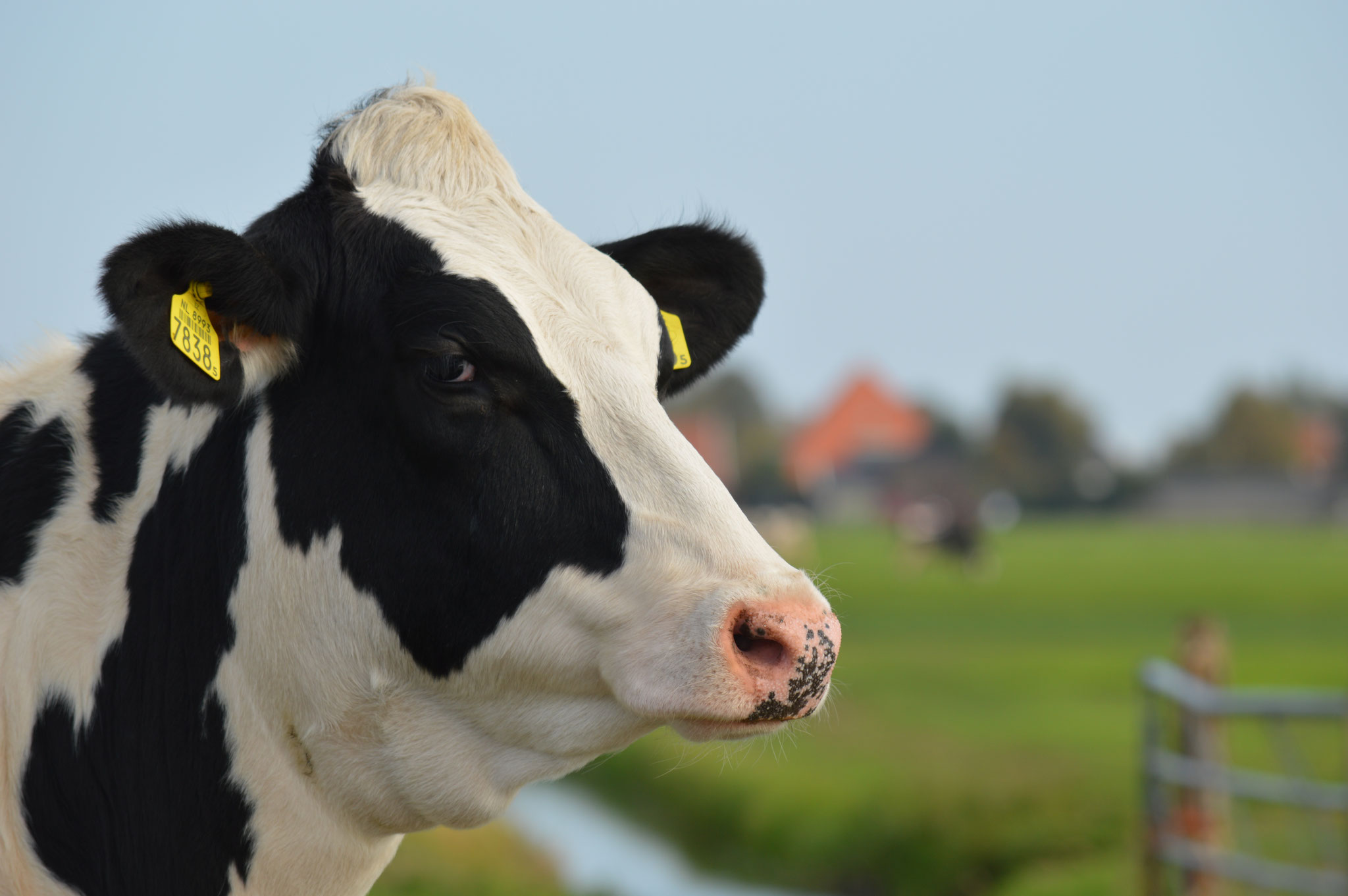 Dutch Cows in Zunderdorp NH 89