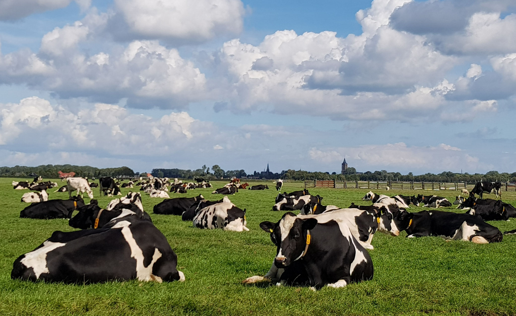 Dutch Cows in Zunderdorp NH 9