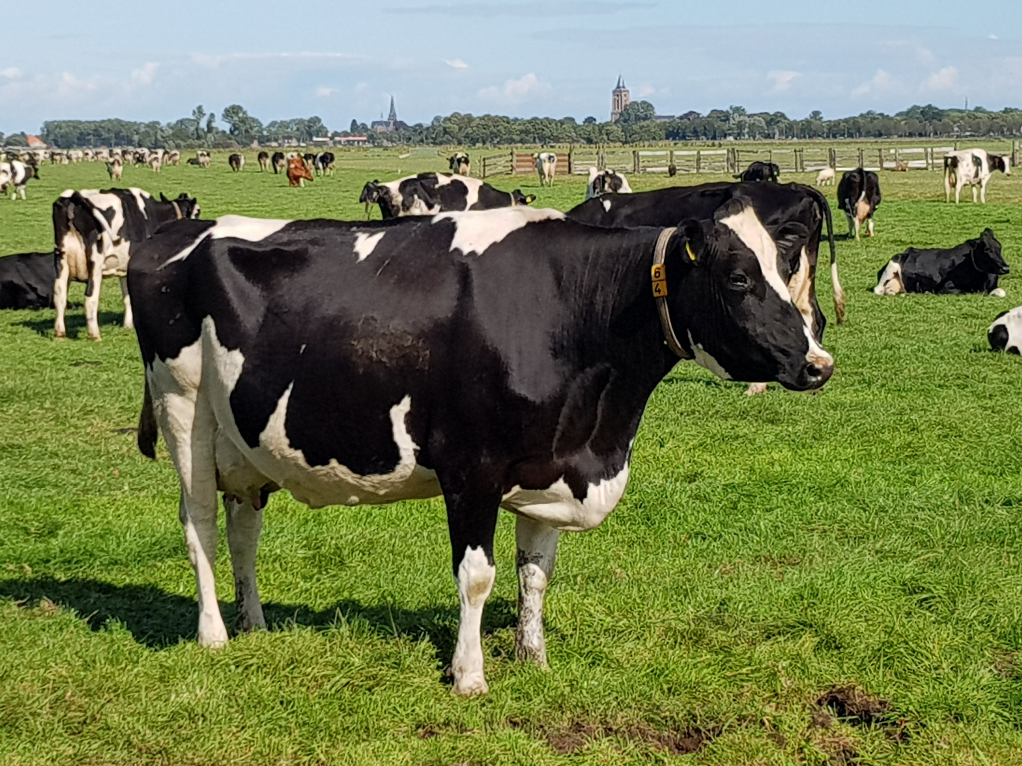 Dutch Cows in Zunderdorp NH 16