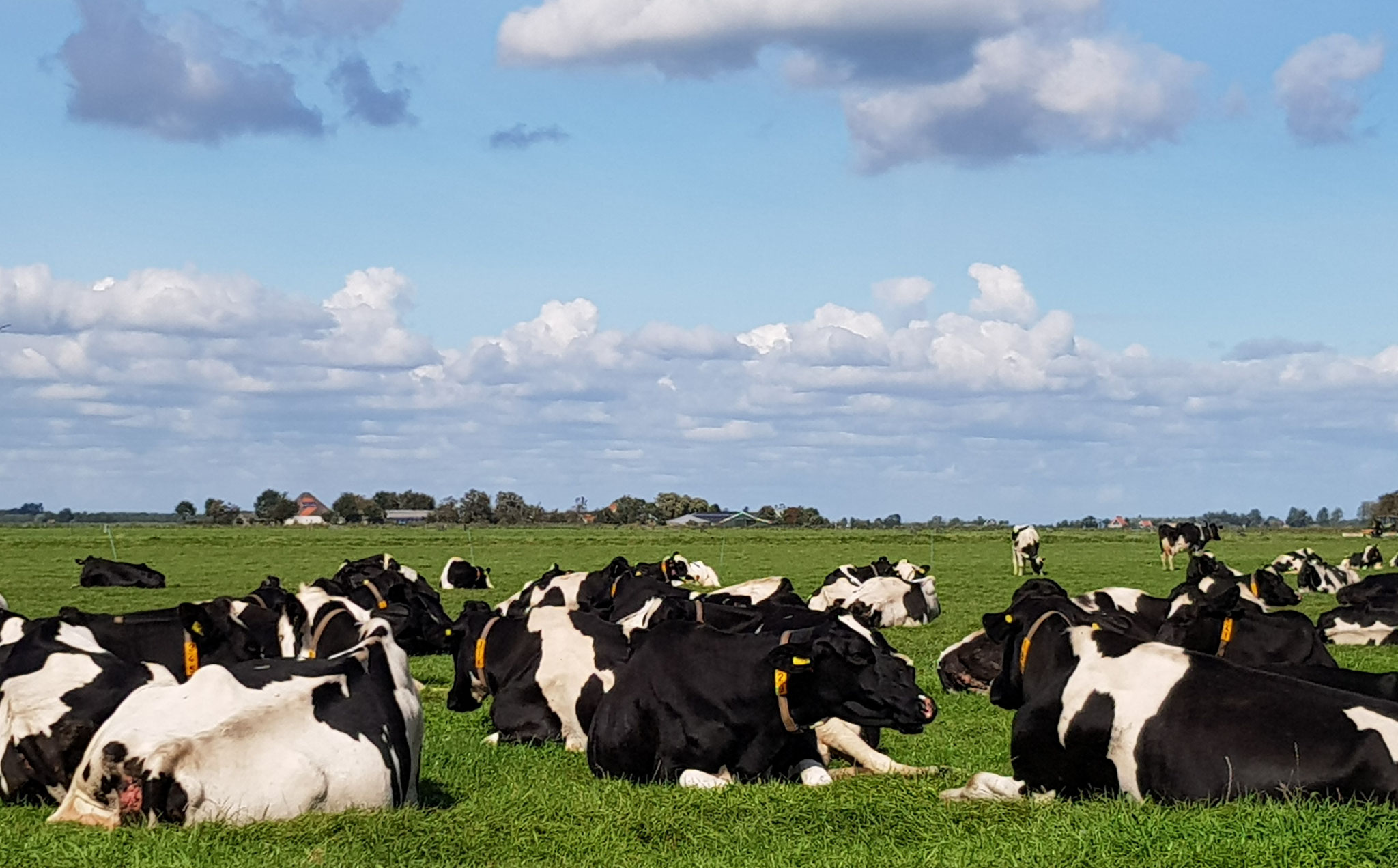 Dutch Cows in Zunderdorp NH 12