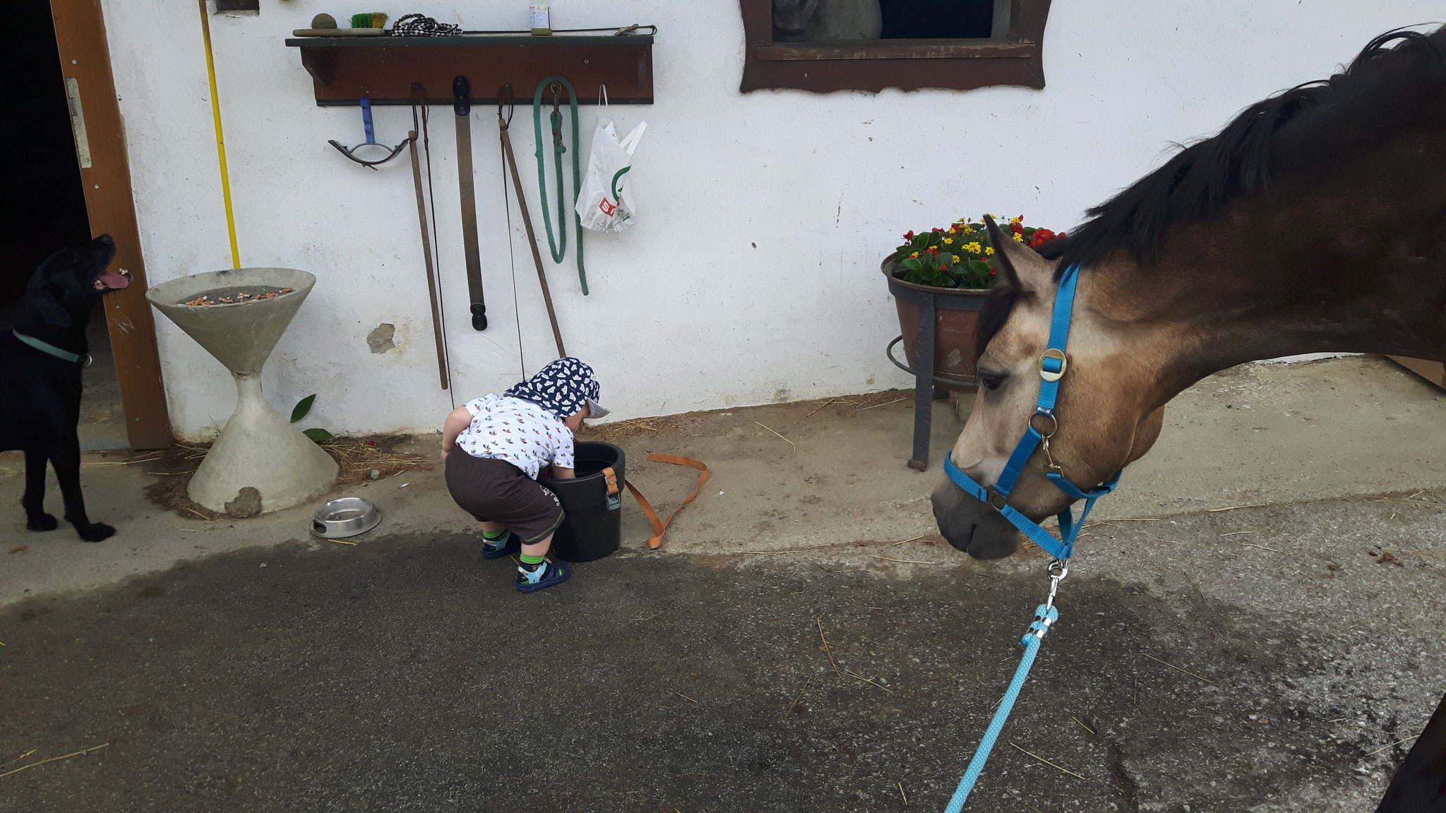 Surprise liebt Kinder und Felix ganz besonders