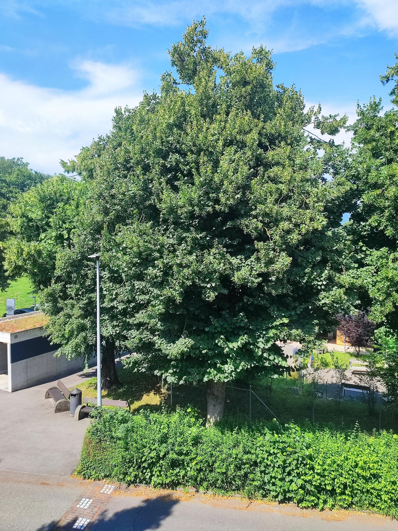 Weitere Bäume, die eingereicht wurden: Linde, Zollweg 12