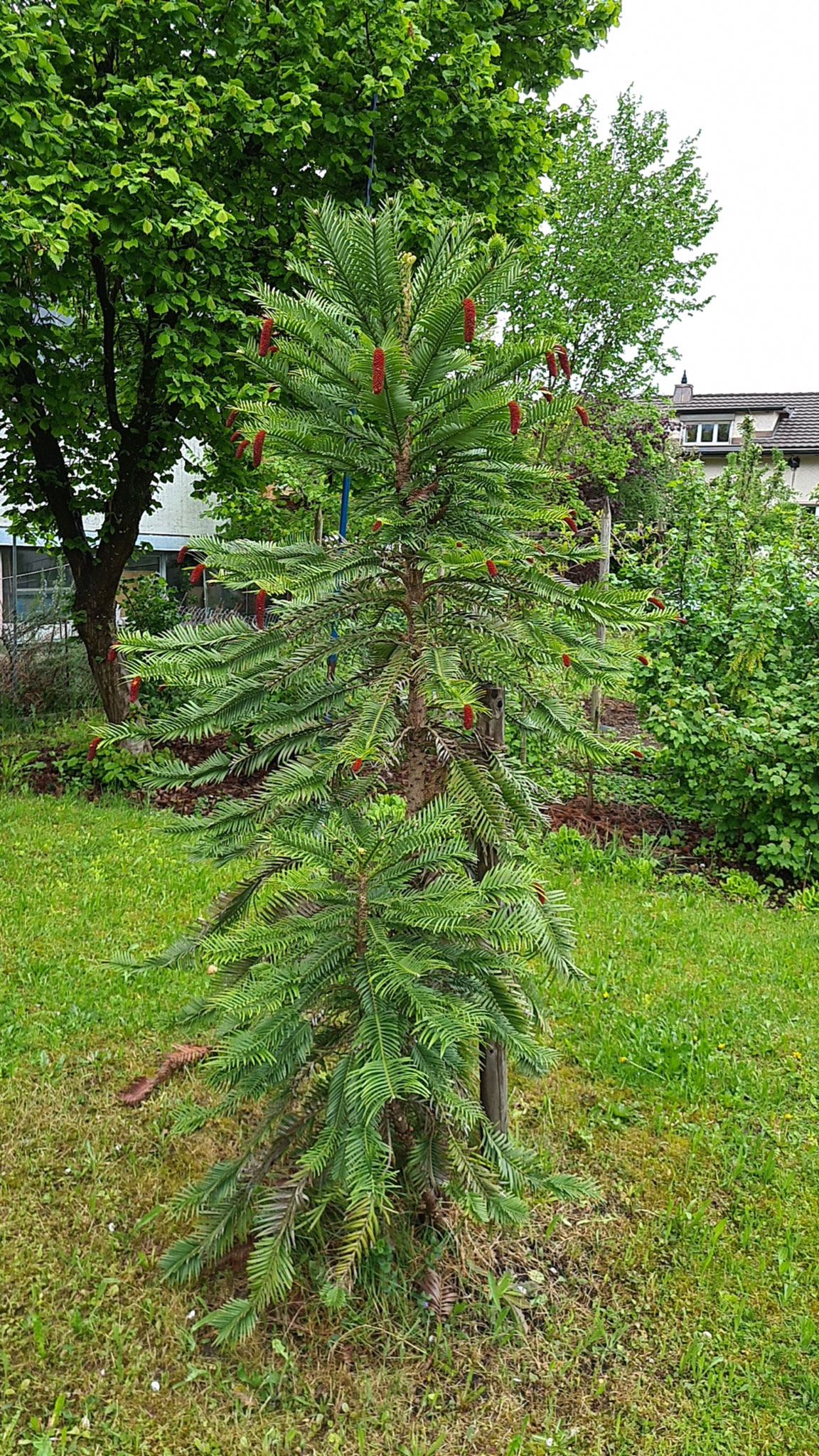 Weitere Bäume, die eingereicht wurden: Wollemie Pine, Hintere Dorfstrasse 8