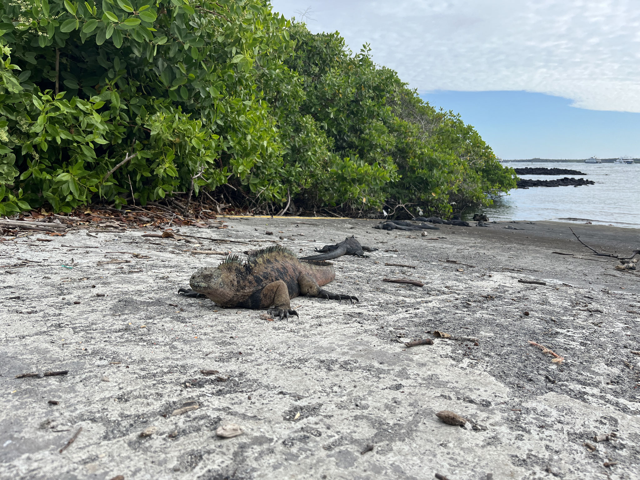 Galapagos-Leguan