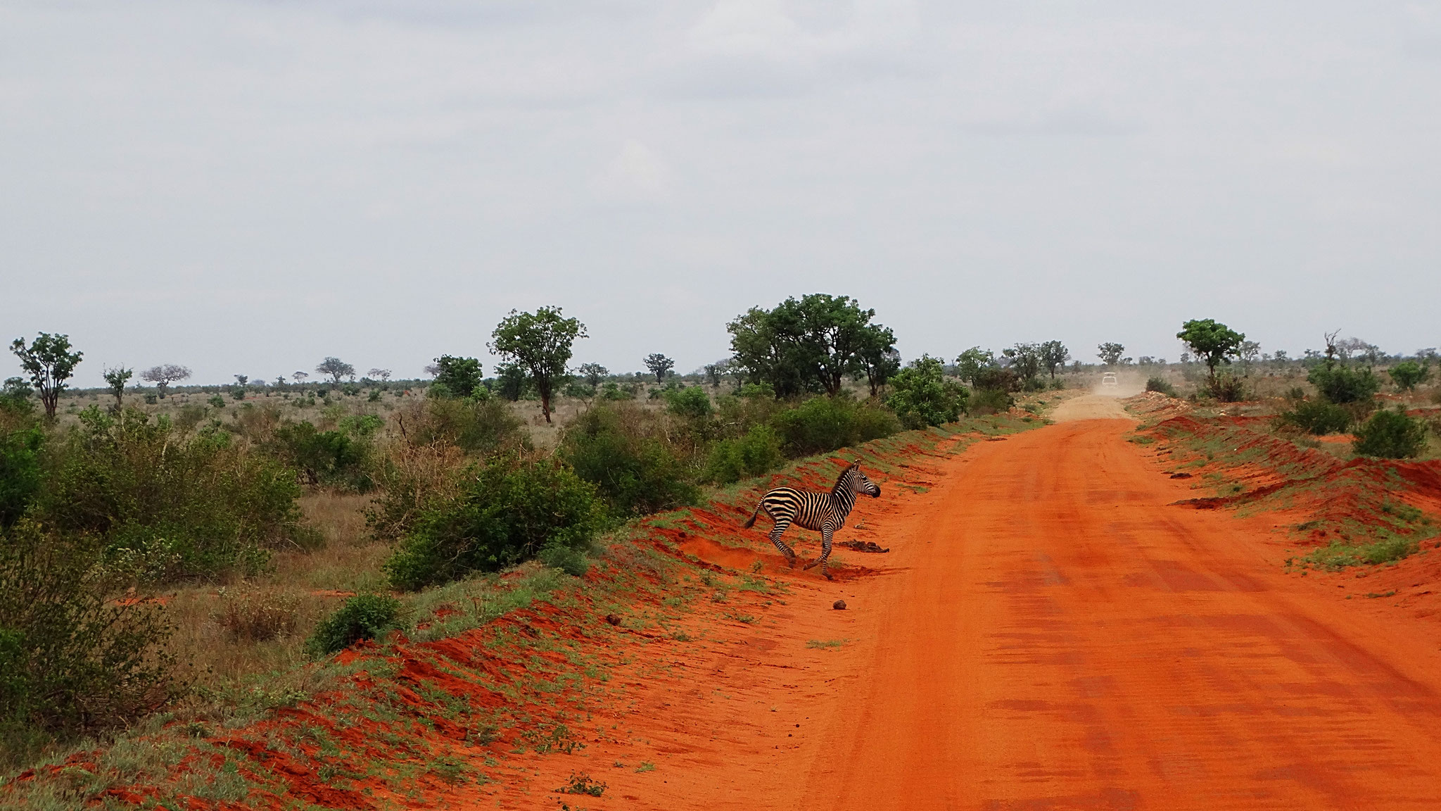 Die Savanne des Tsavo-East und Tsavo-West in Kenya
