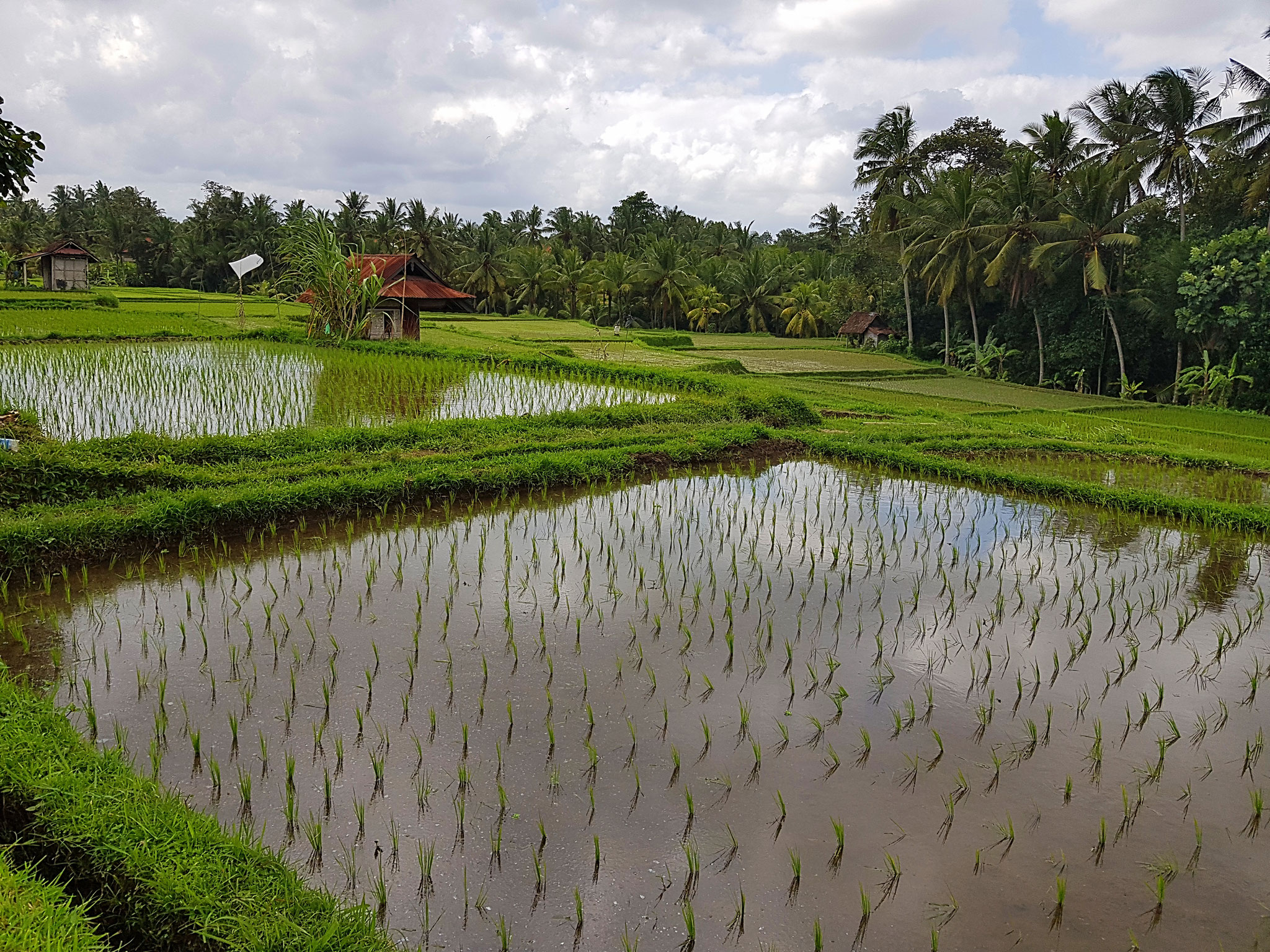 Magical Rice Field in Ubud