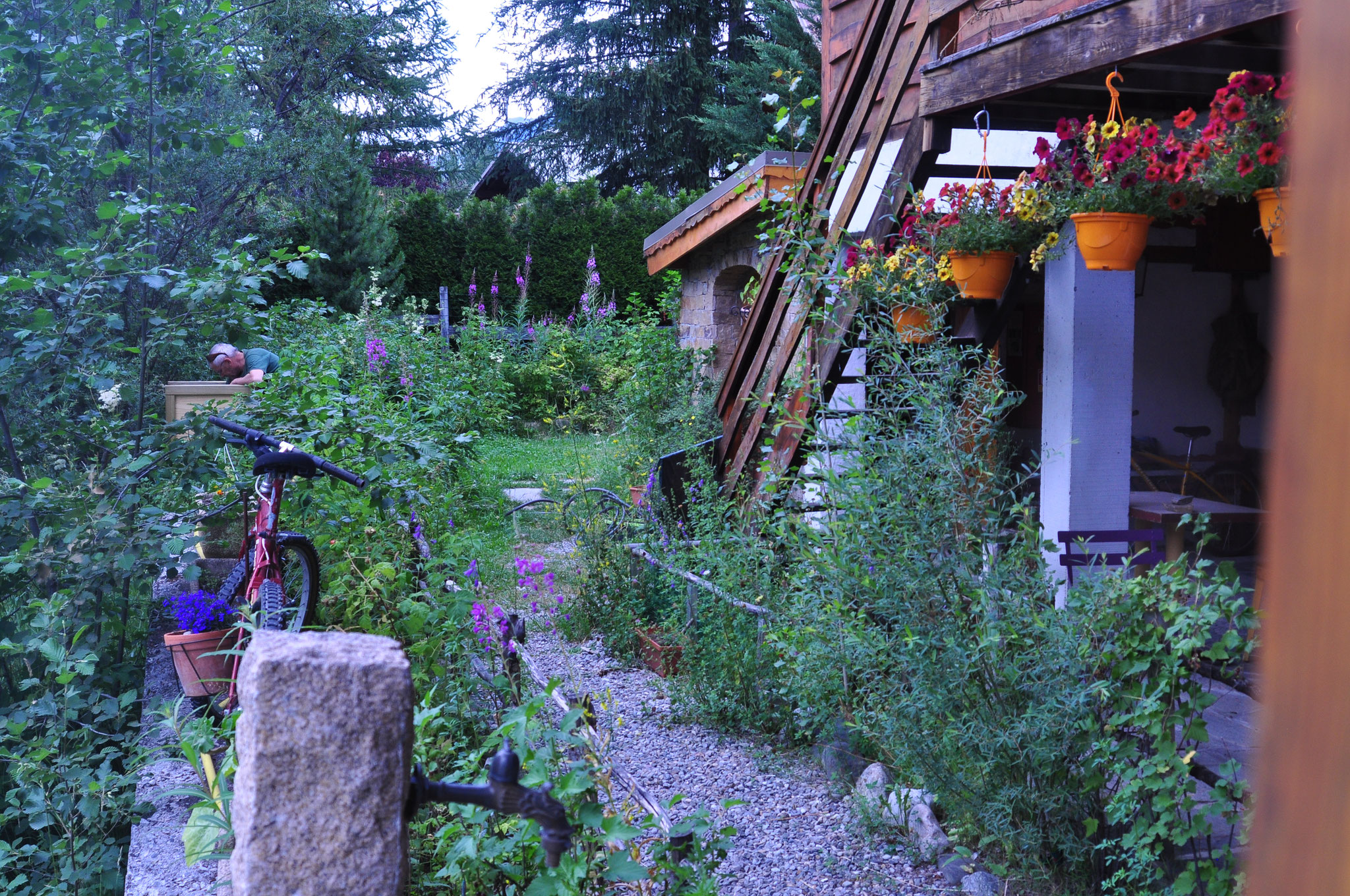 au chalet côté jardin devant la Guisane, notre rivière ;épilobes au milieu des framboisiers