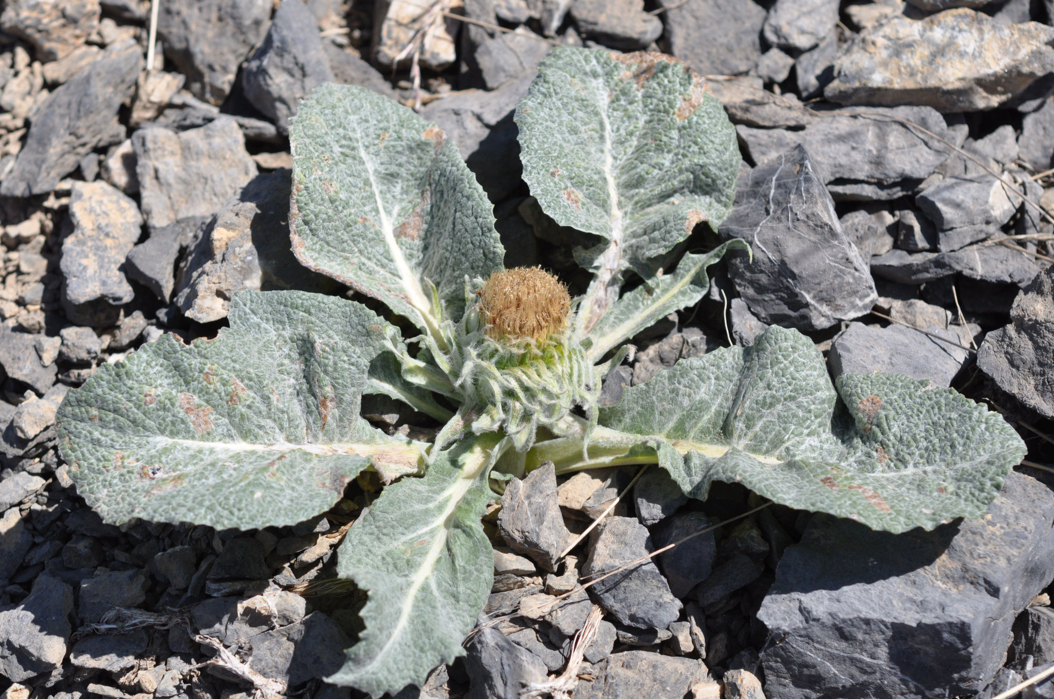 Berardia subacaulis. Famille: Astéraceae