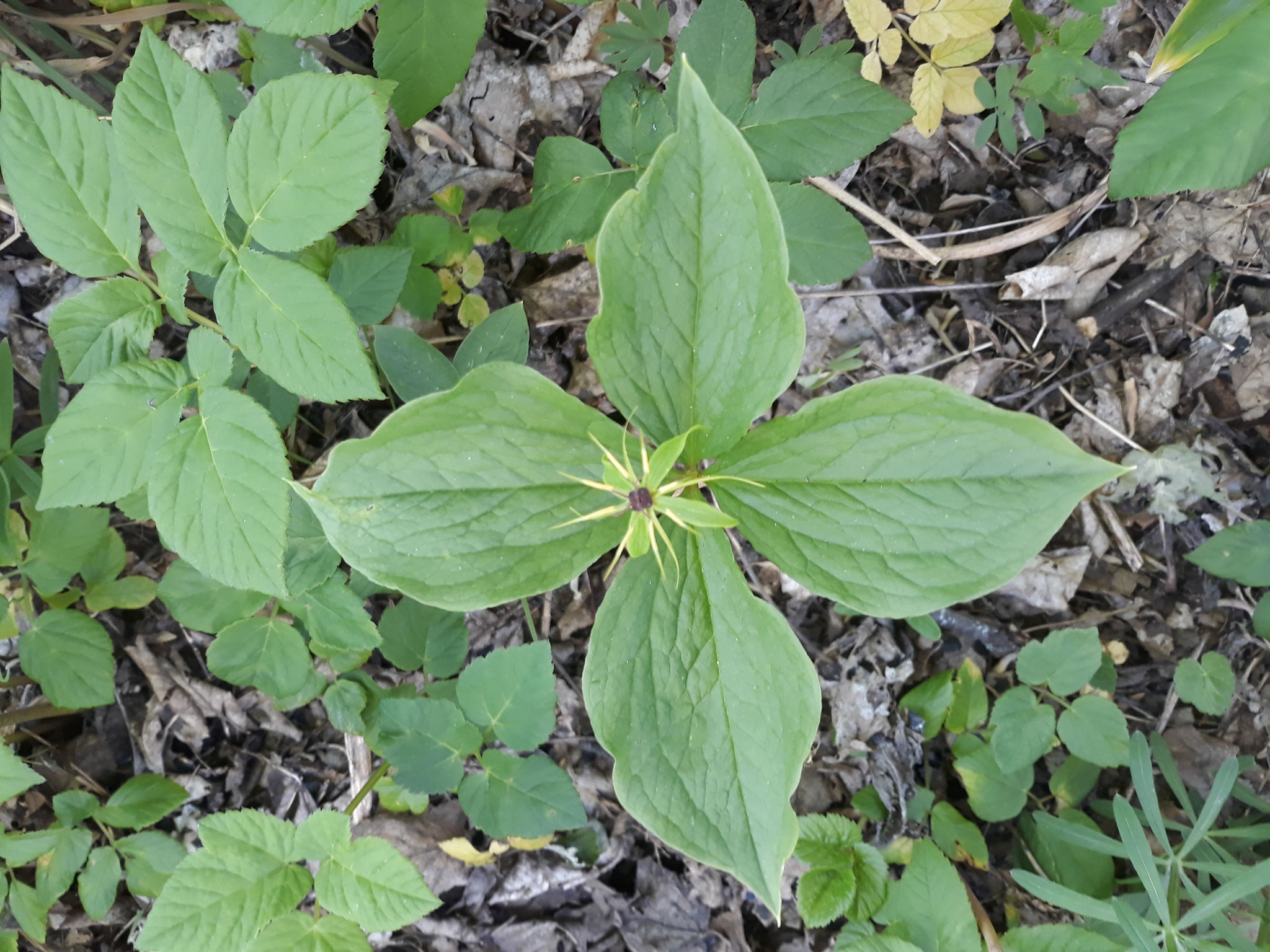 une plante toxique, Parisette à 4 feuilles,  avoisinant  des égopodes podagria très comestibles!