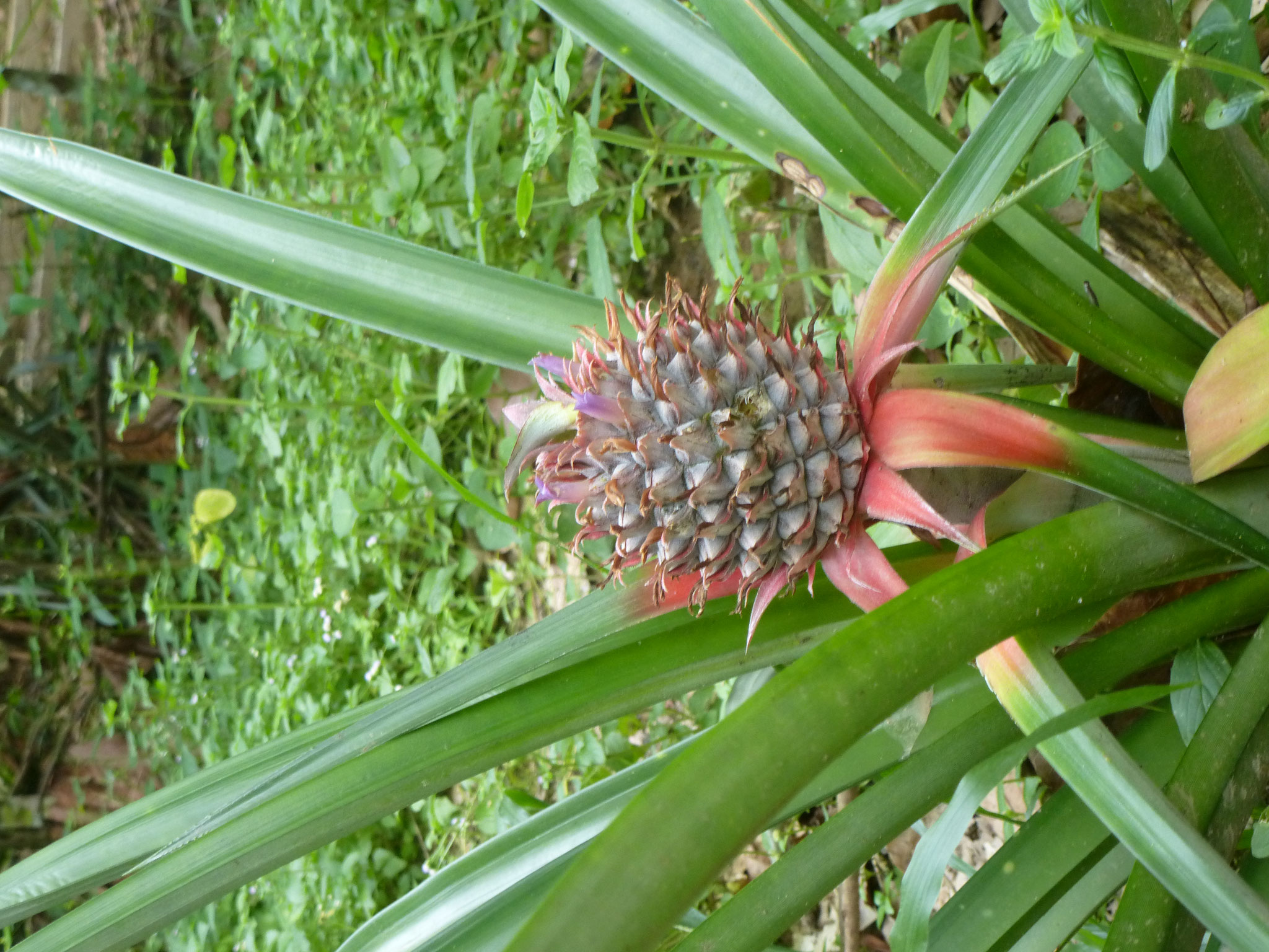 Ananas Strauch , Bukit Lawang, Nordsumatra