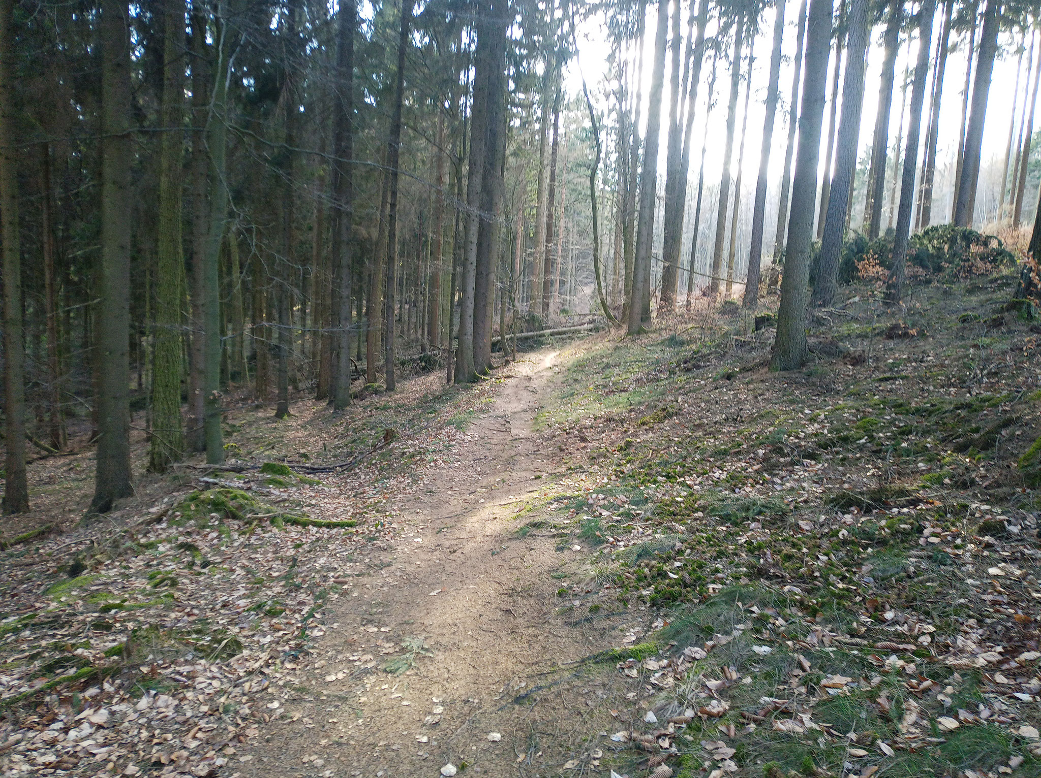 Deister, Mächenwald/Brotdose trail, kleine Sturmschäden