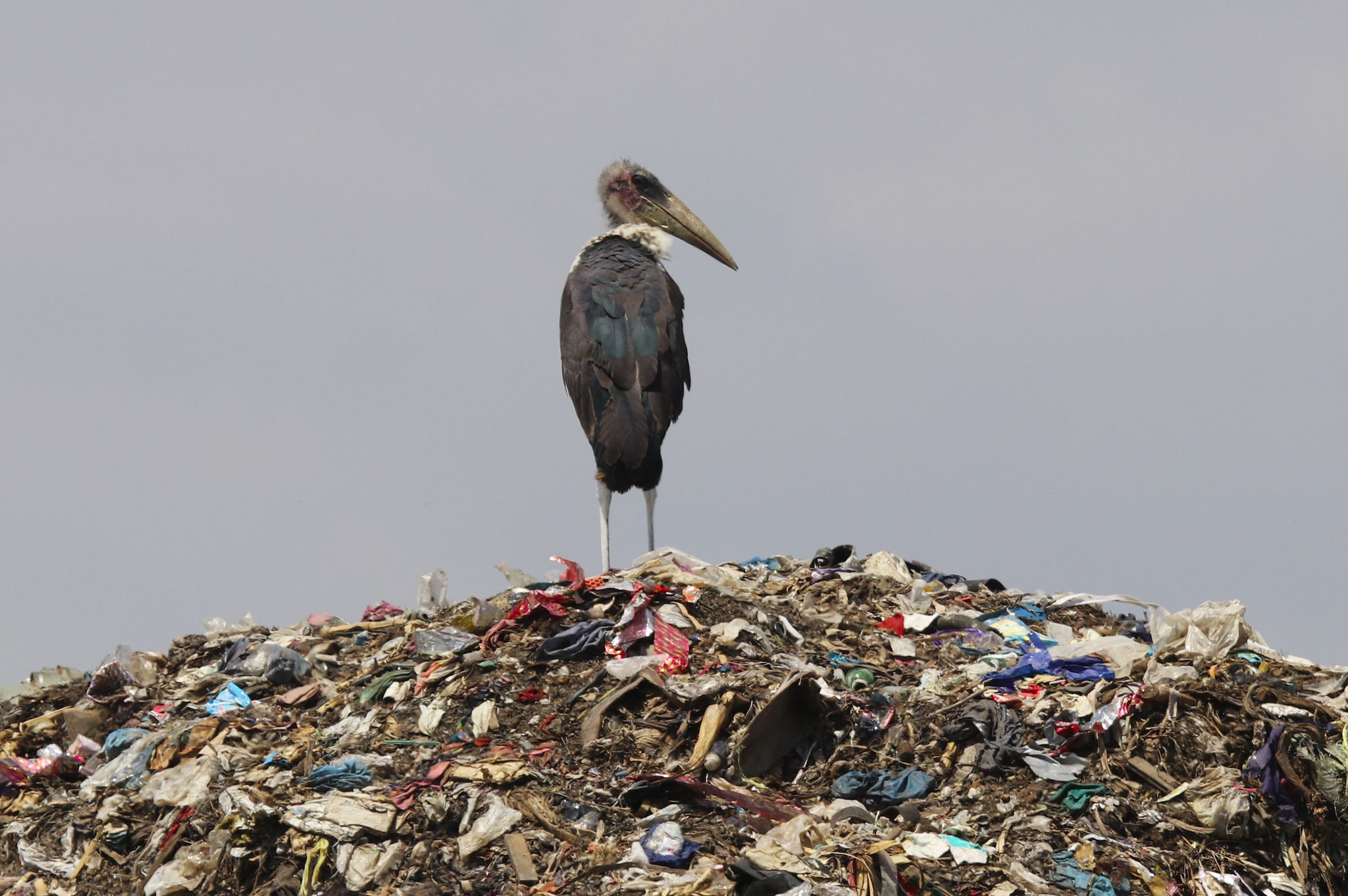 Marabu