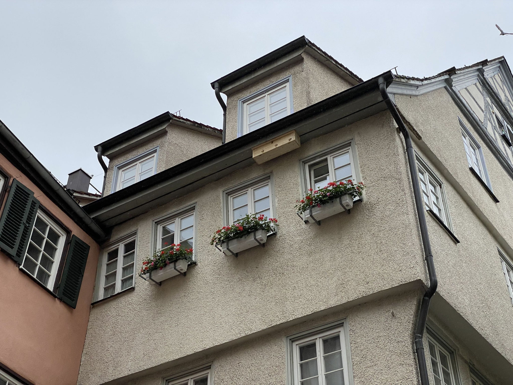 Koloniekasten in der Altstadt / NABU Tübingen