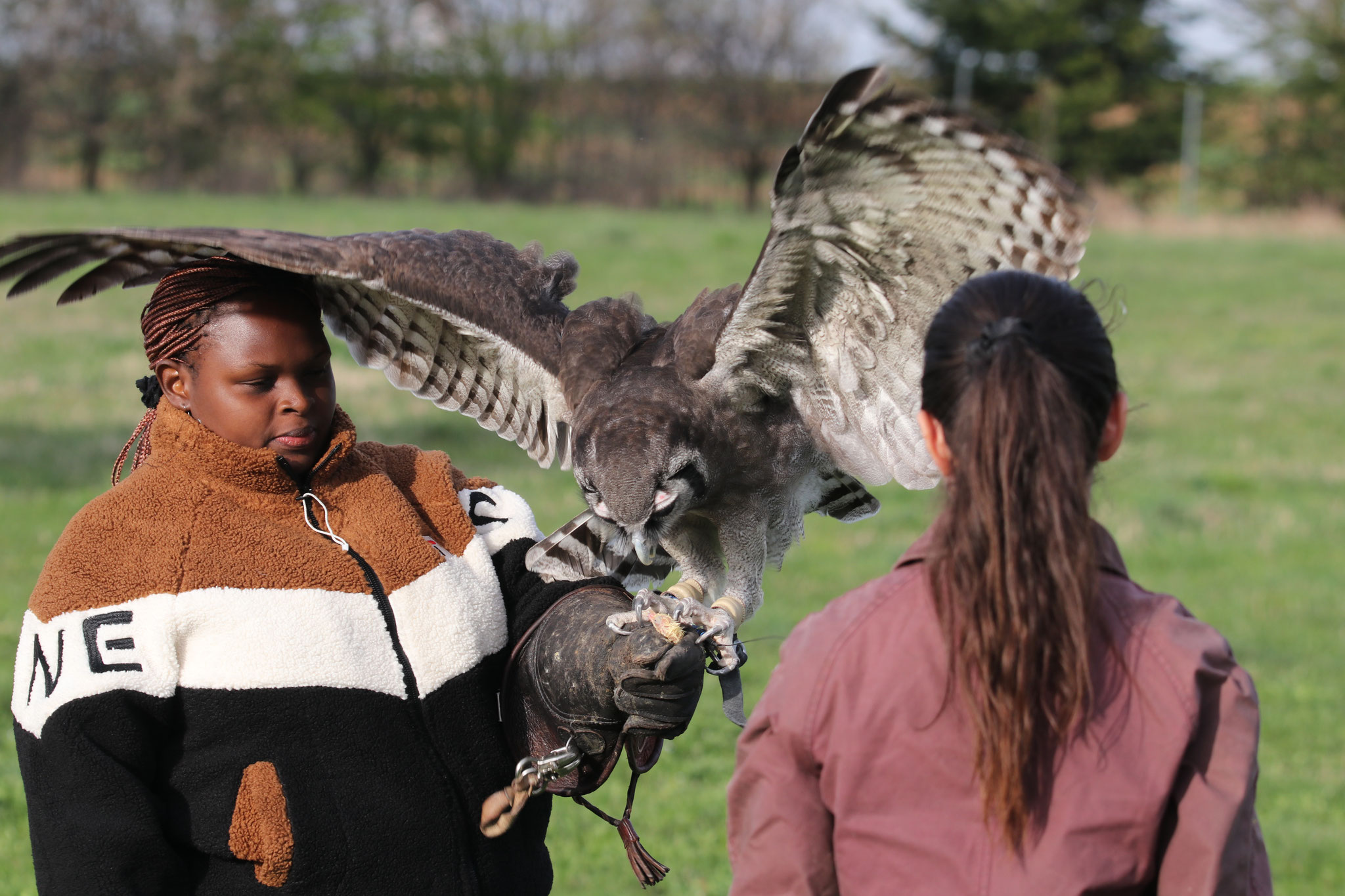 Besuch beim Falkner