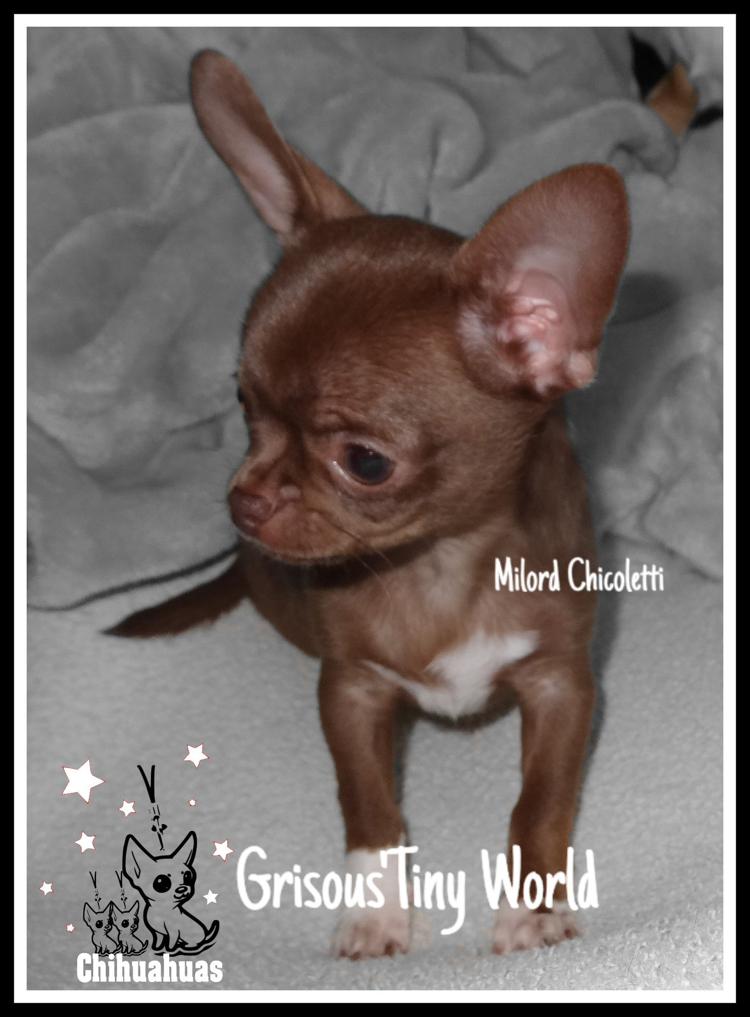 Photo de Milord, jeune mâle Chihuahua de couleur chocolat