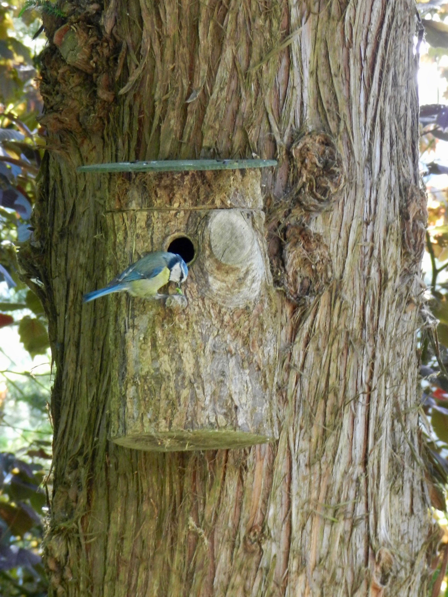 Mésange bleue, nichoir et Cryptomeria japonica.