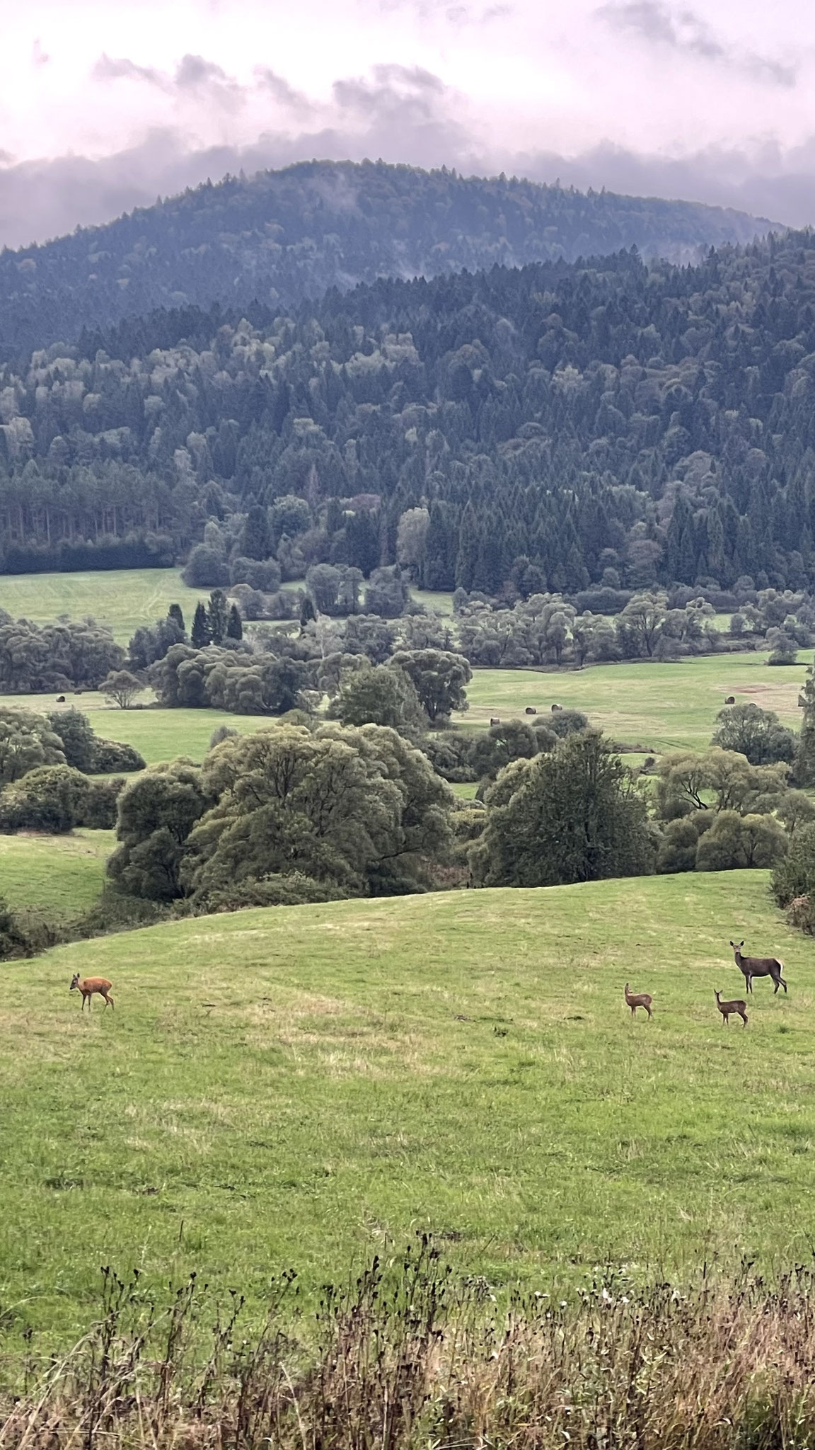 Ricke mit zwei Kitzen und eine Hirschkuh