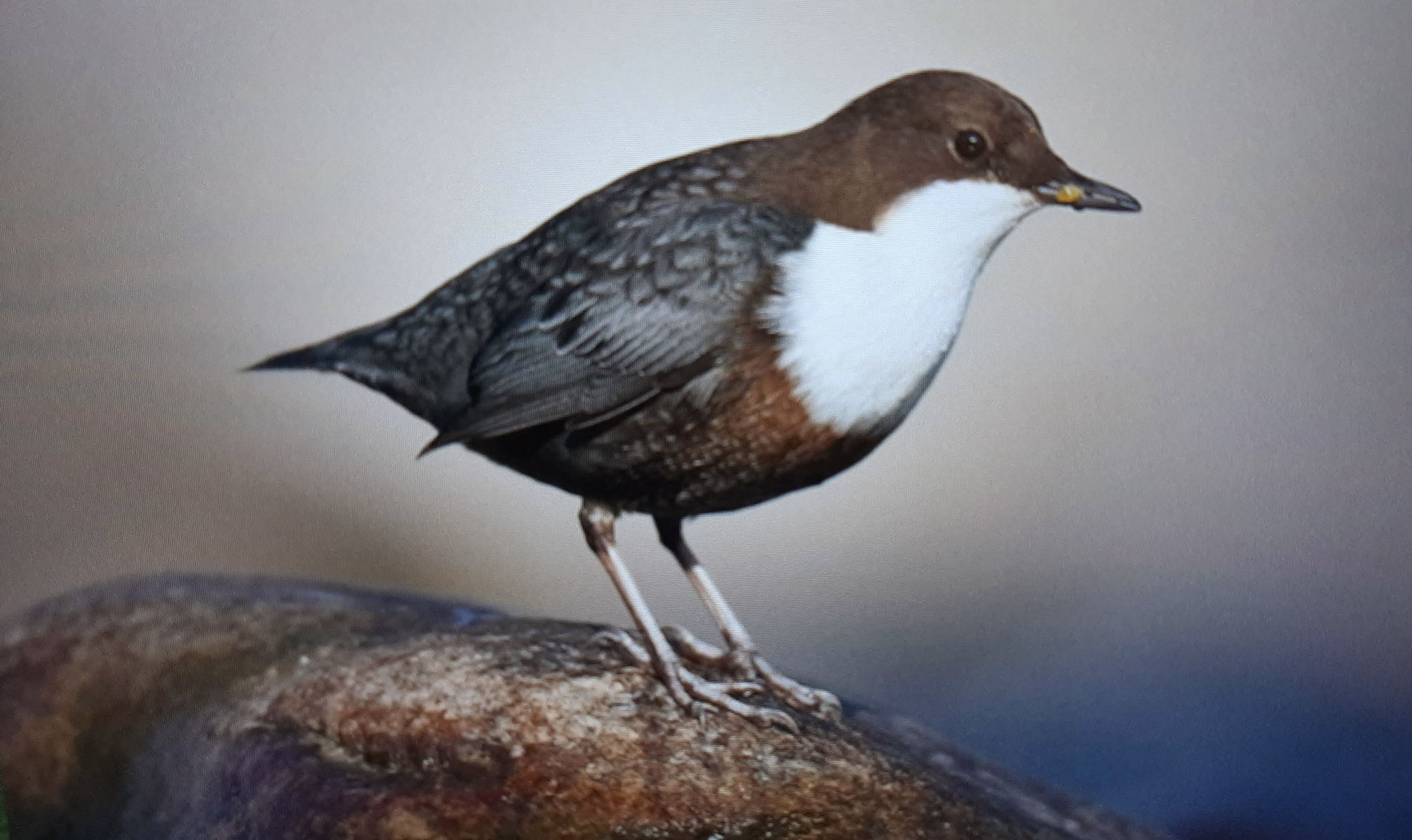 Wasseramsel