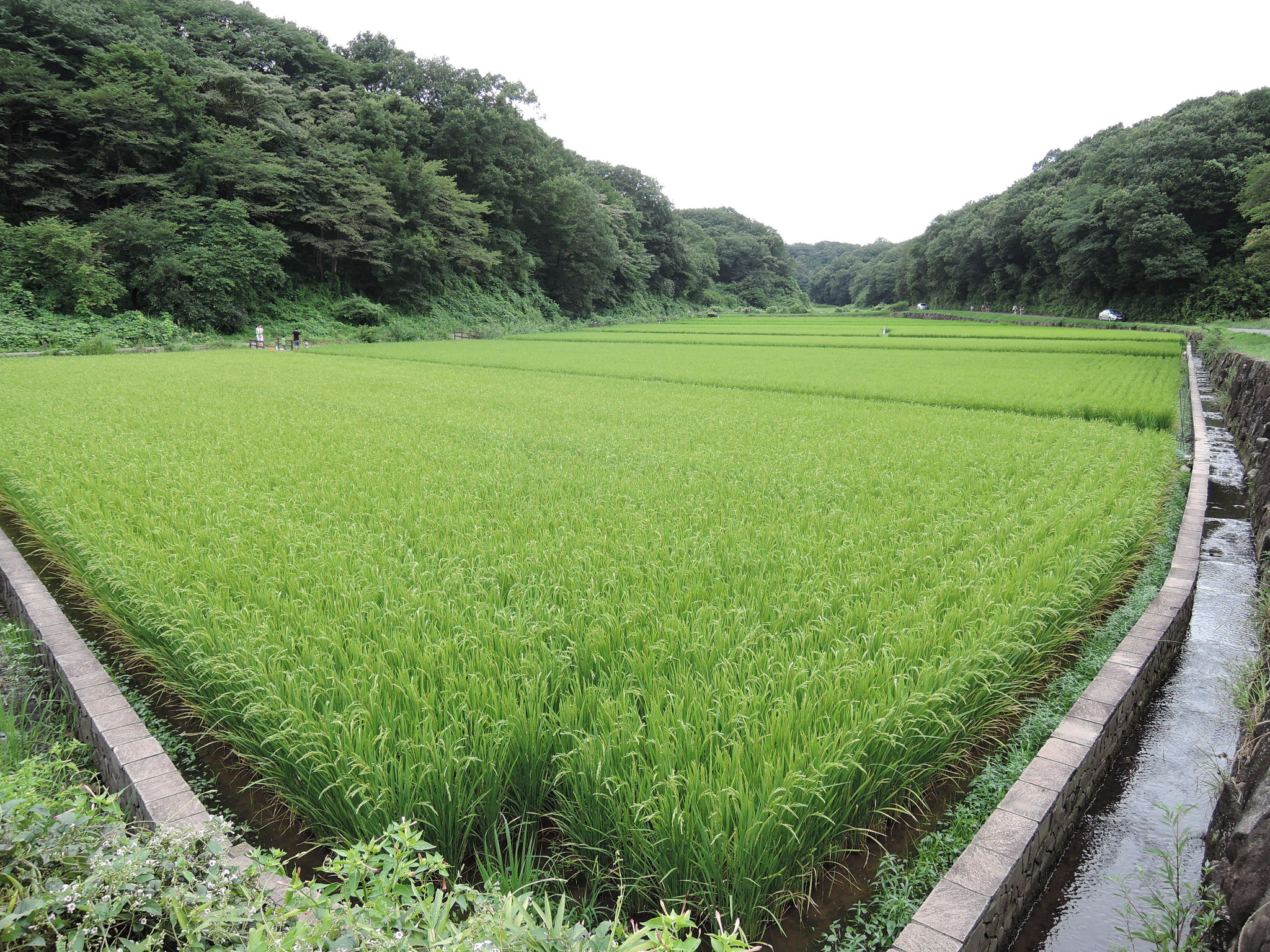 Hot and humid summer in the Jike countryside, northern Yokohama From