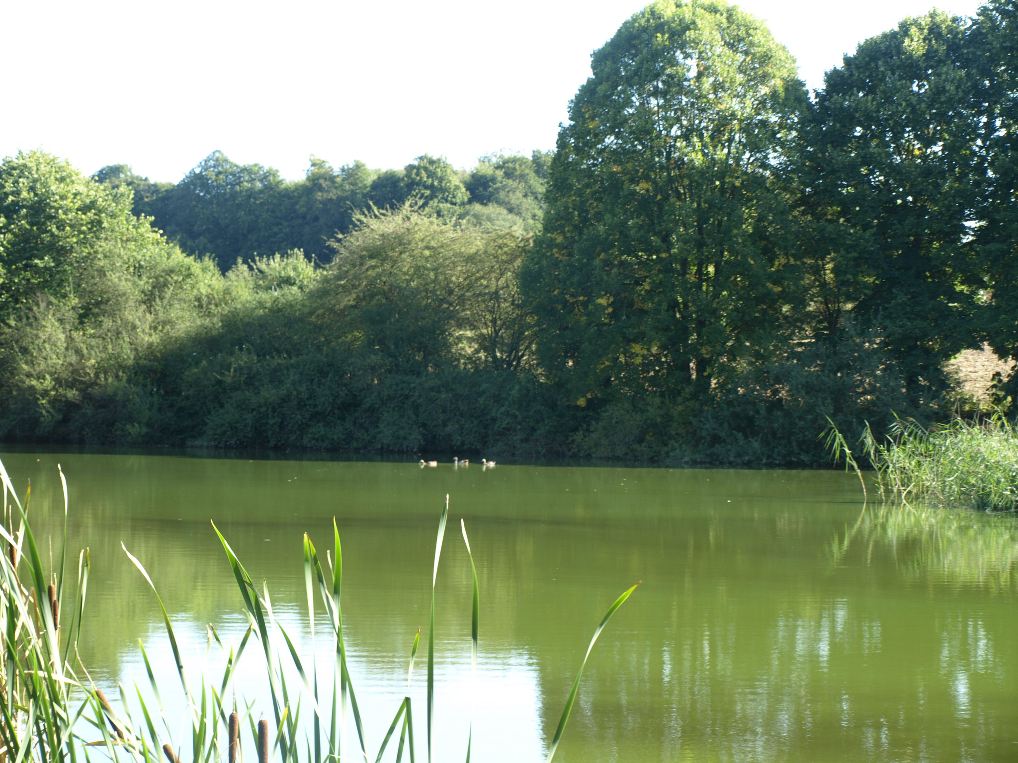 Idylle am Weiher
