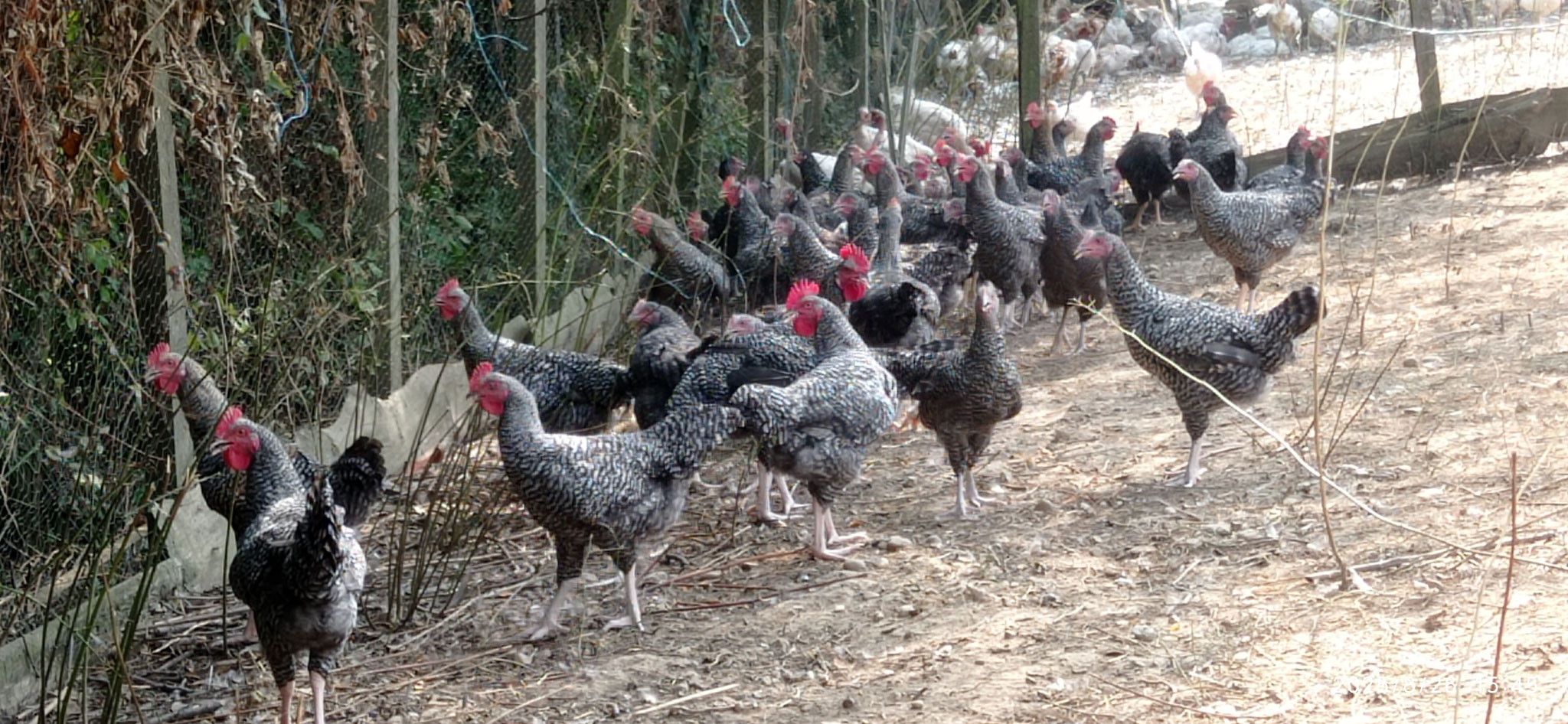 Jeunes Poulets gris du vercors