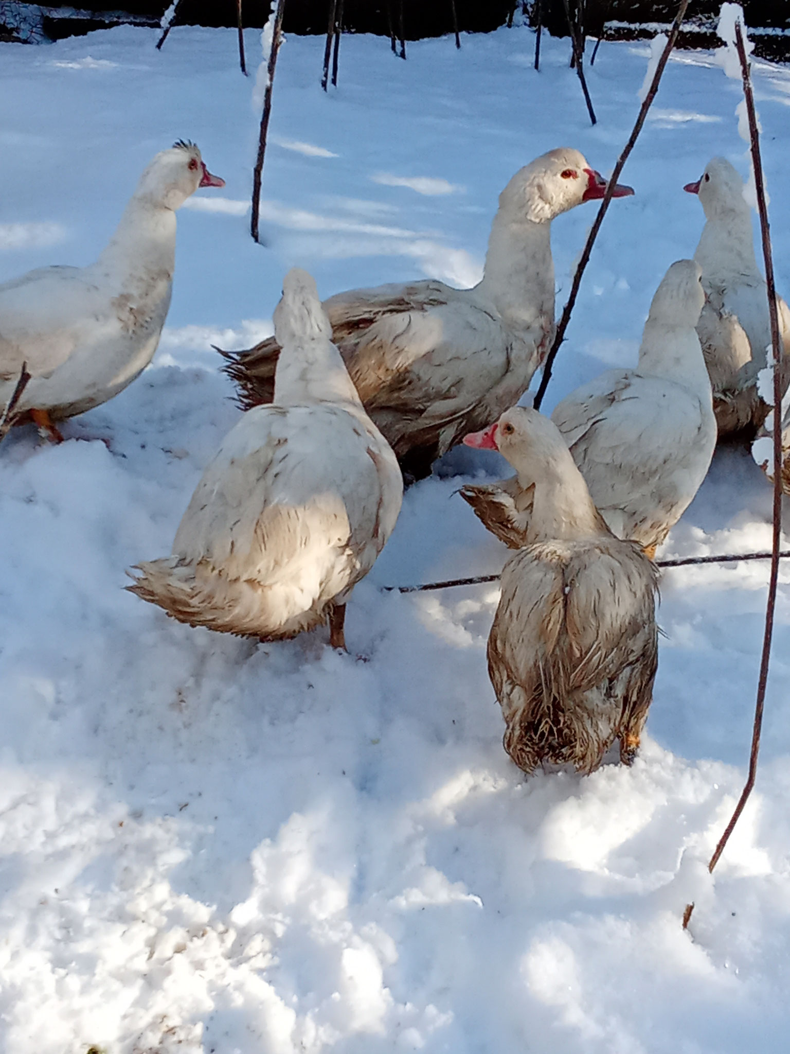canard dans la neige