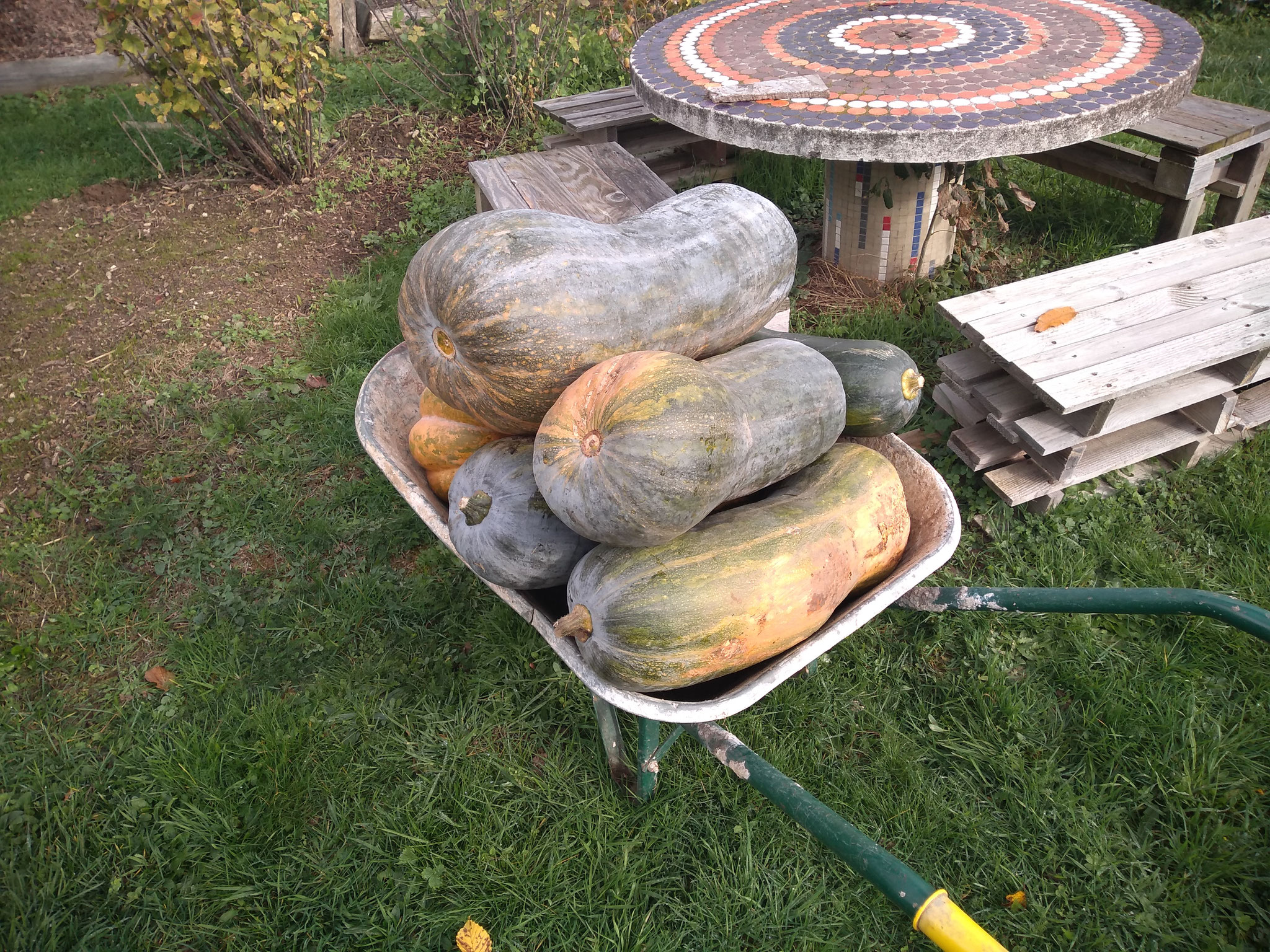 légumes du jardin