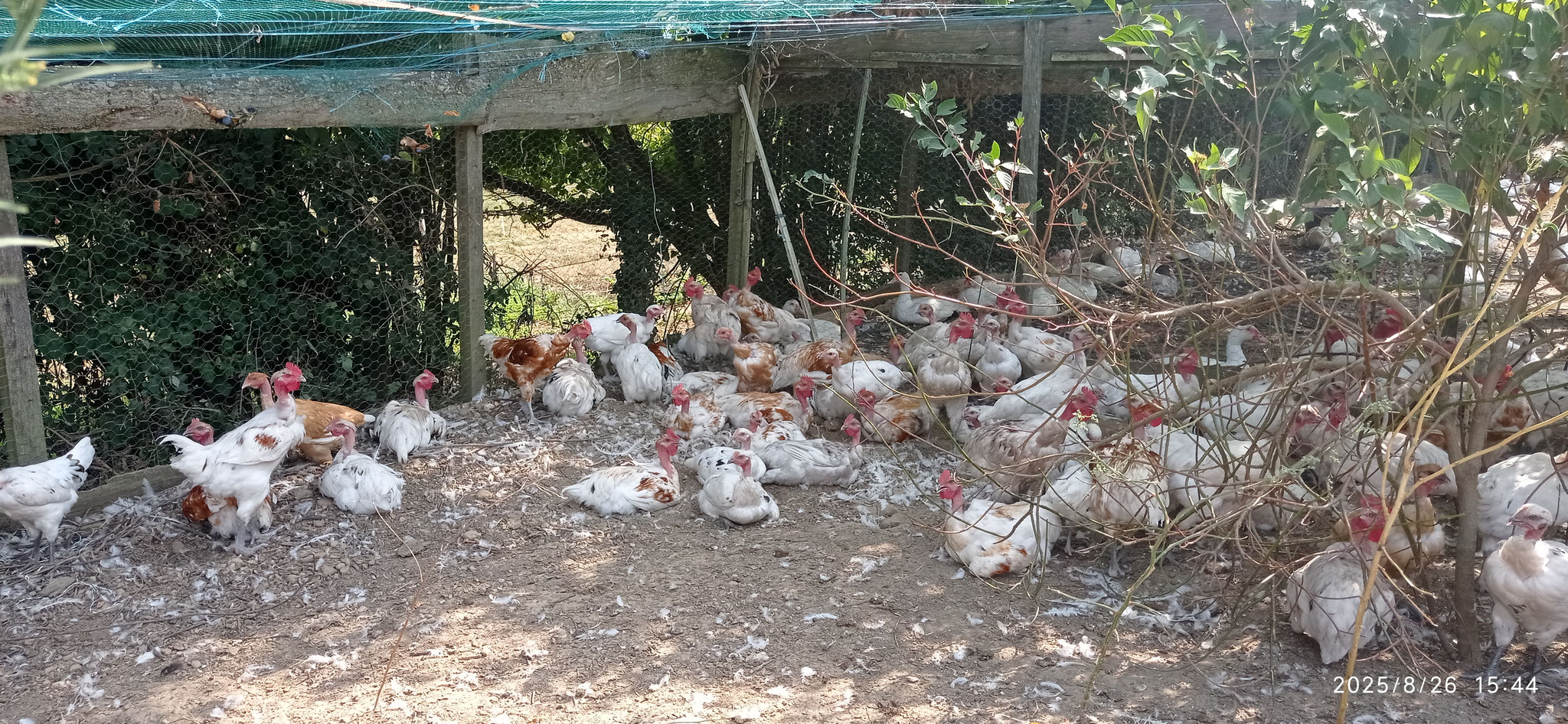 Jeunes poulets cous nus blancs