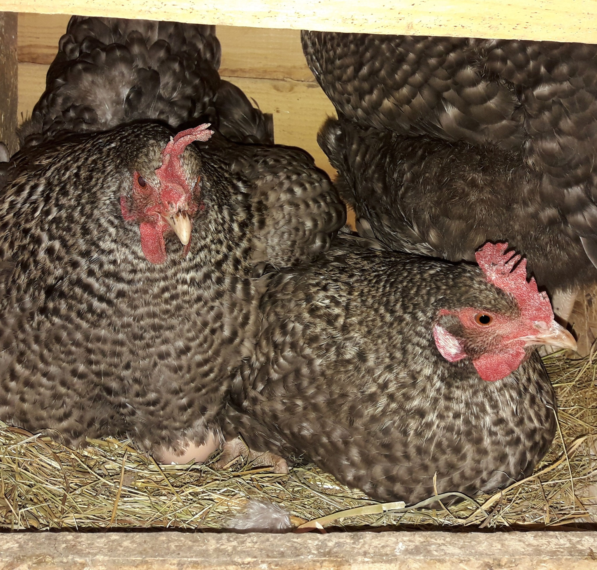 Poules dans leur cabane