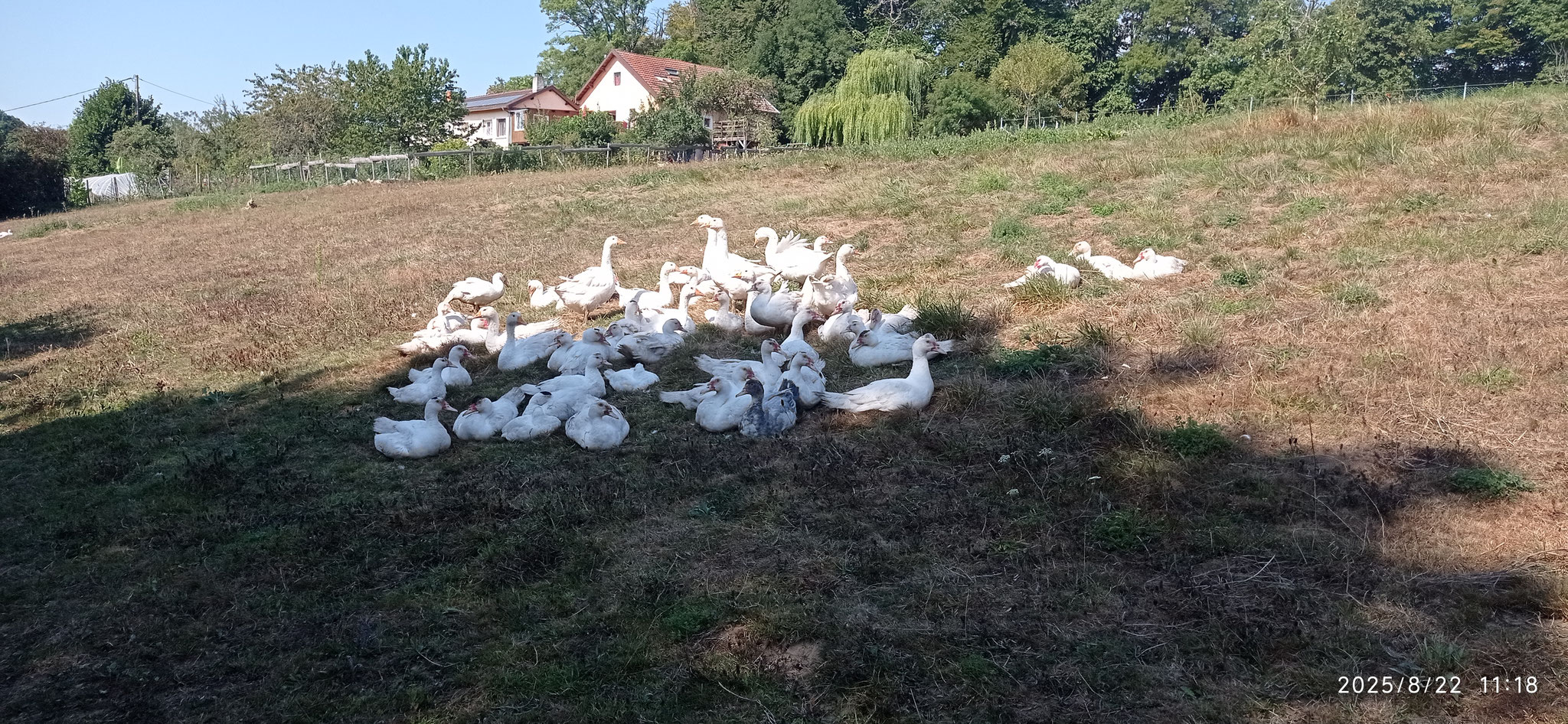 Canards en pature